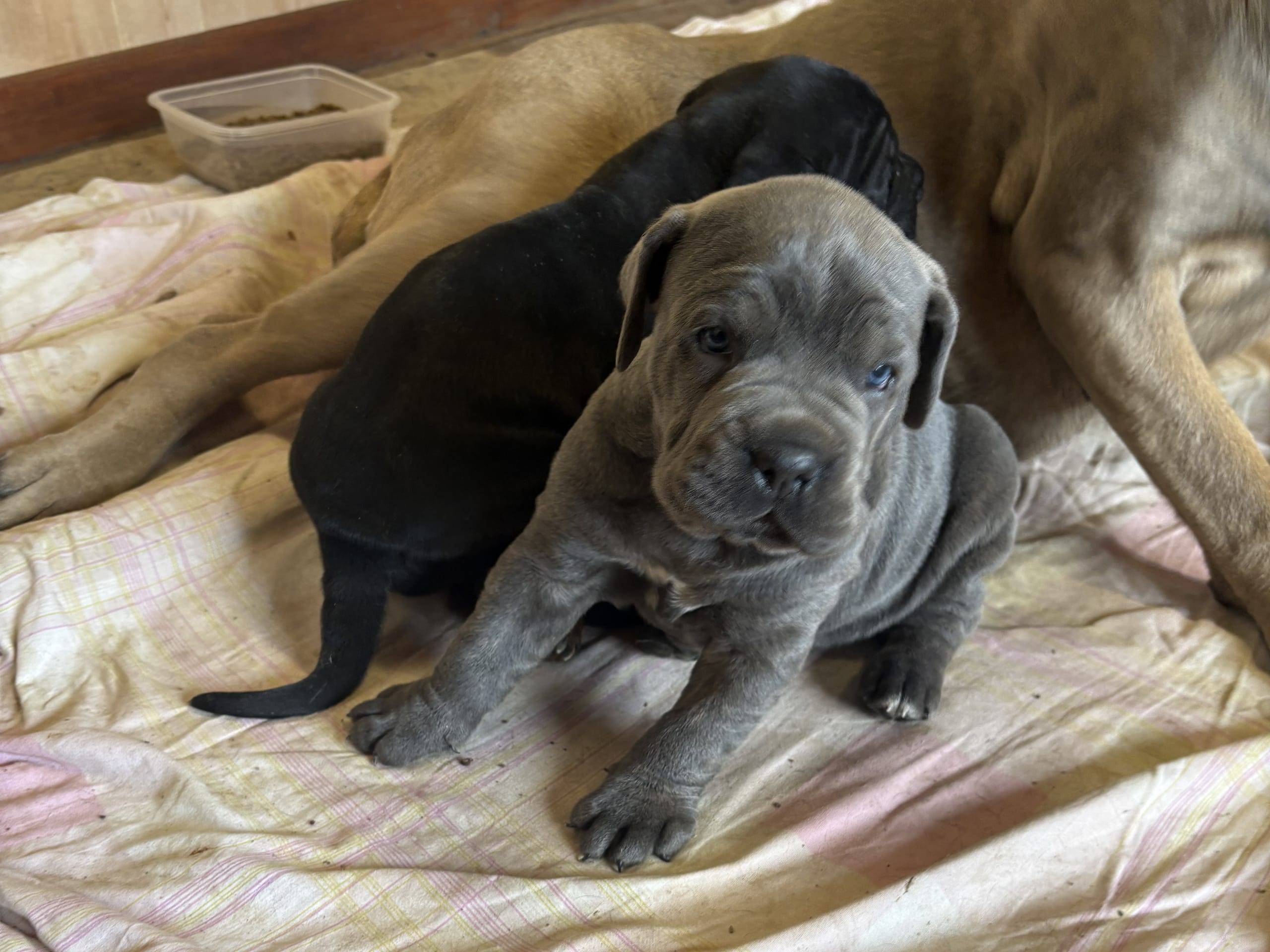 Cane corso · Västerås · Lucy