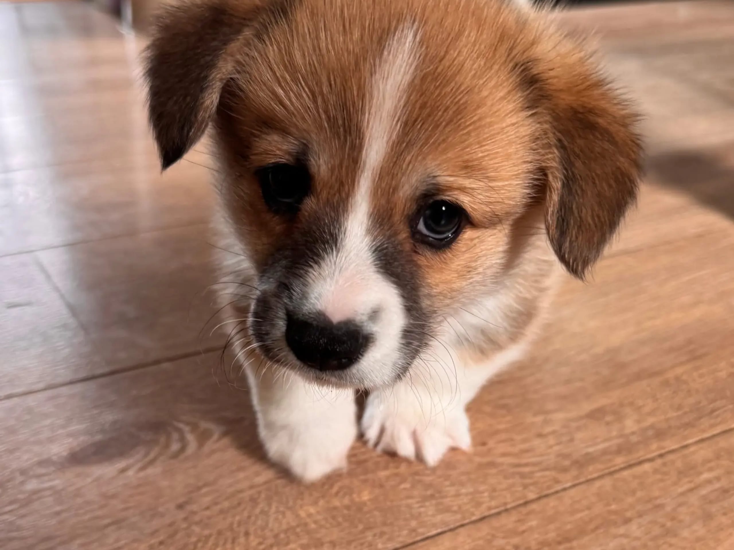 Welsh corgi pembroke · Ballangen · Stokkenes