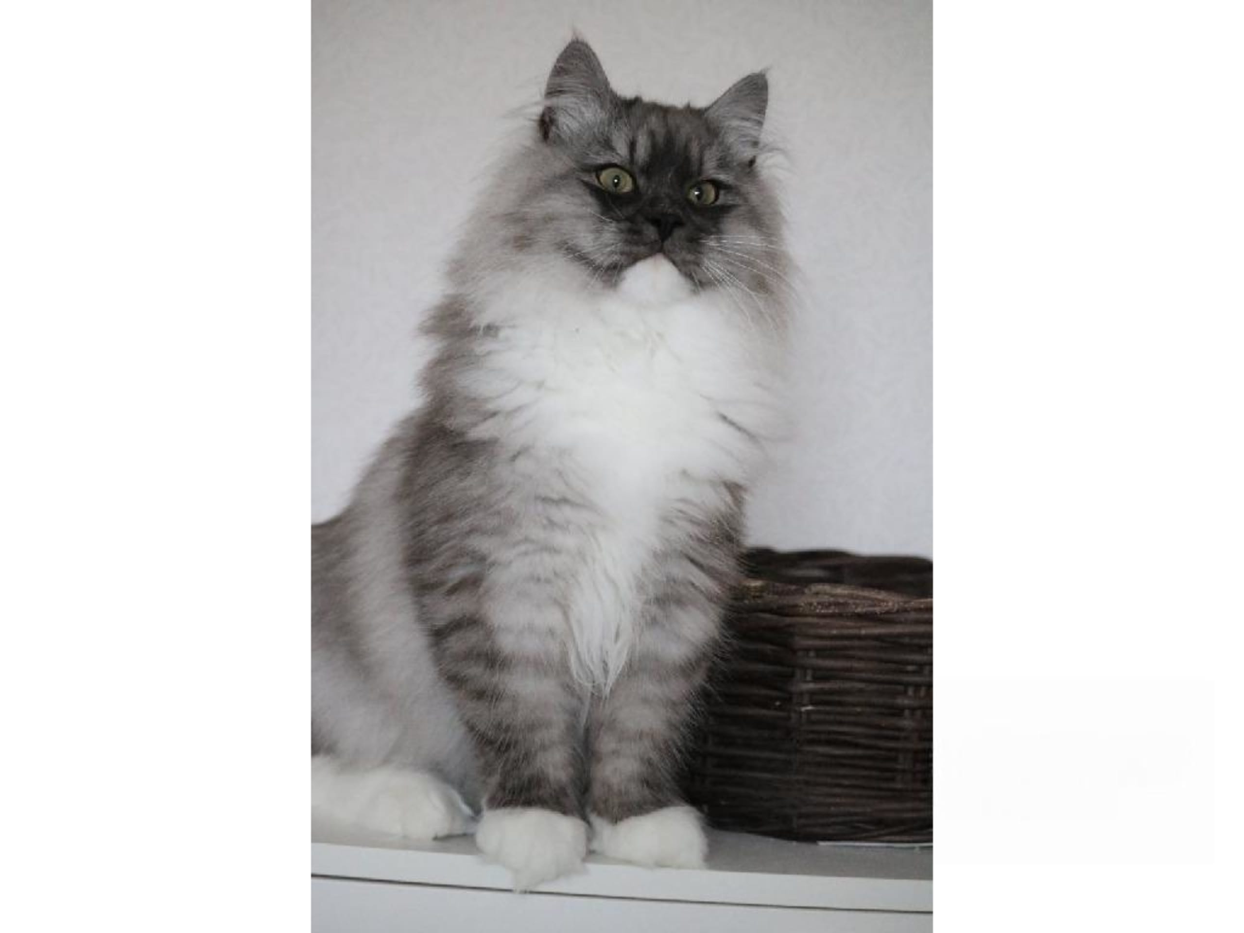 Sibirisk kat · Forsa · S*Vänorten's
