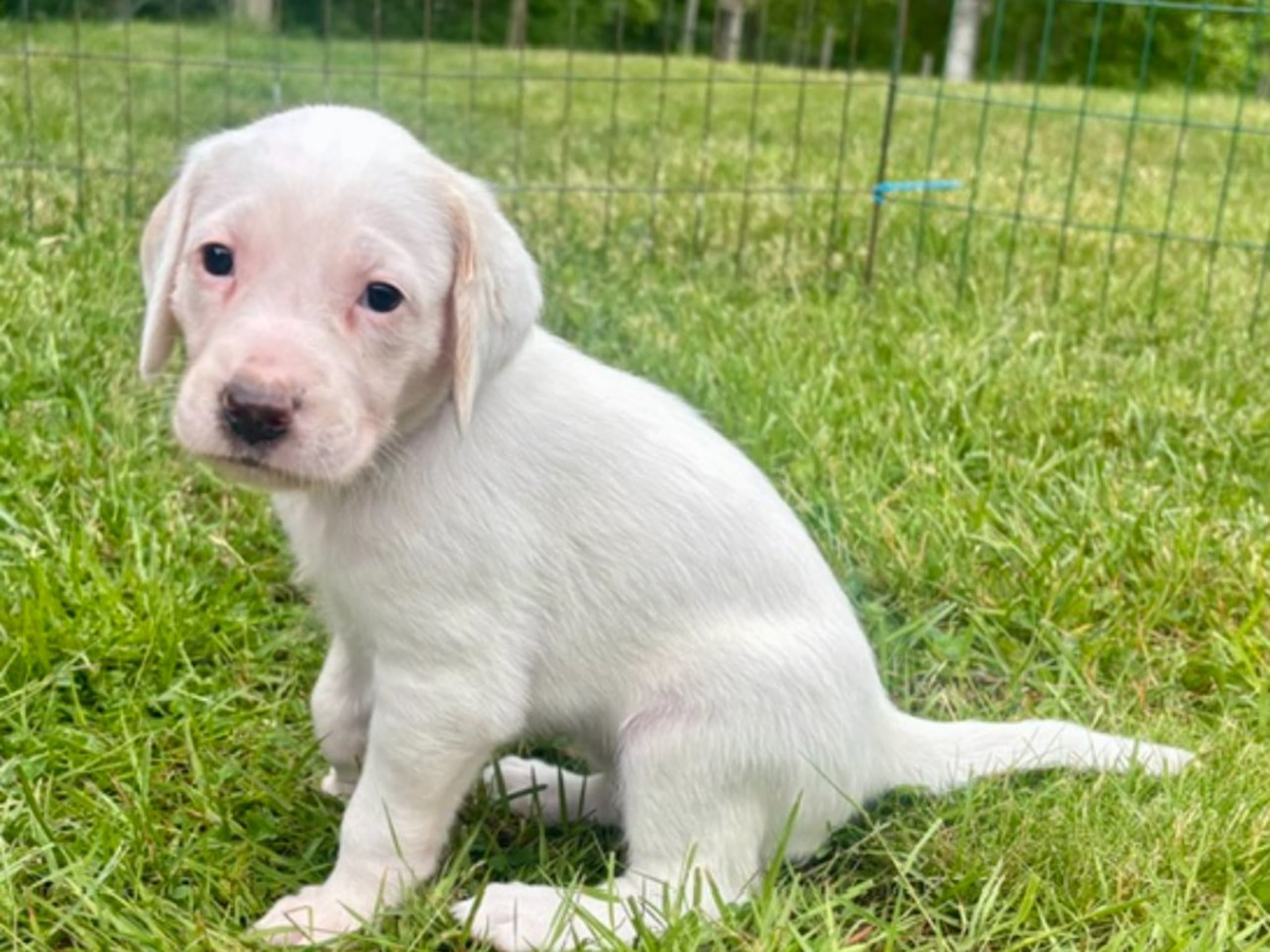 American Foxhound · Boxholm · Boxholmsjägarens