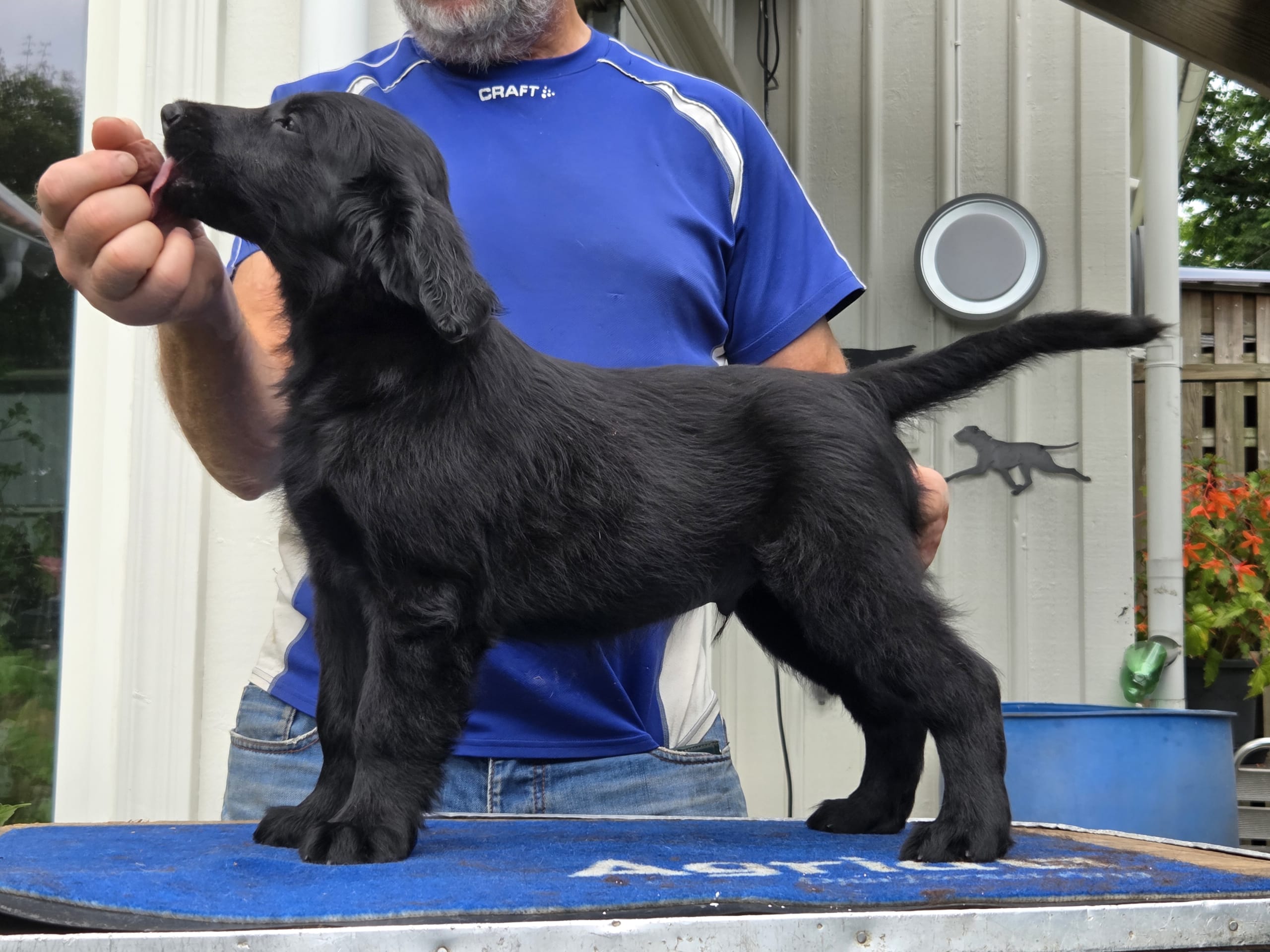 Flat Coated Retriever · Hunnebostrand · Inspirations