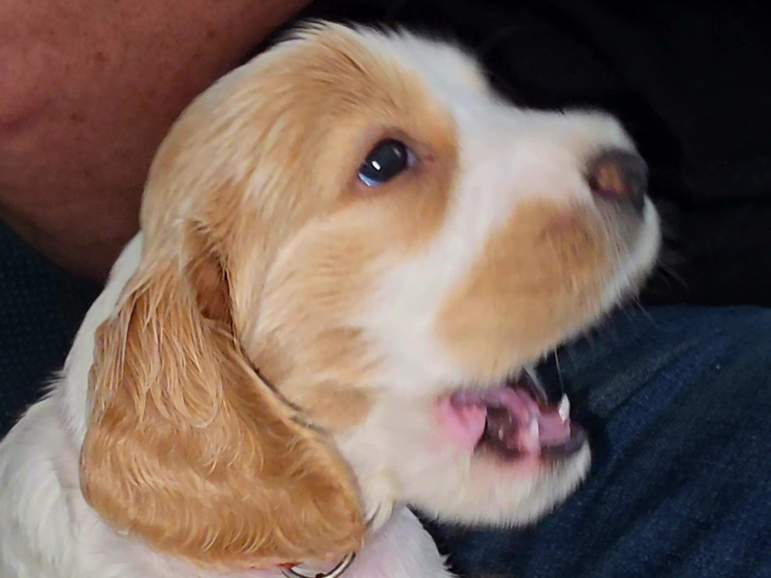 Cocker Spaniel · Södertälje · Savanah B.