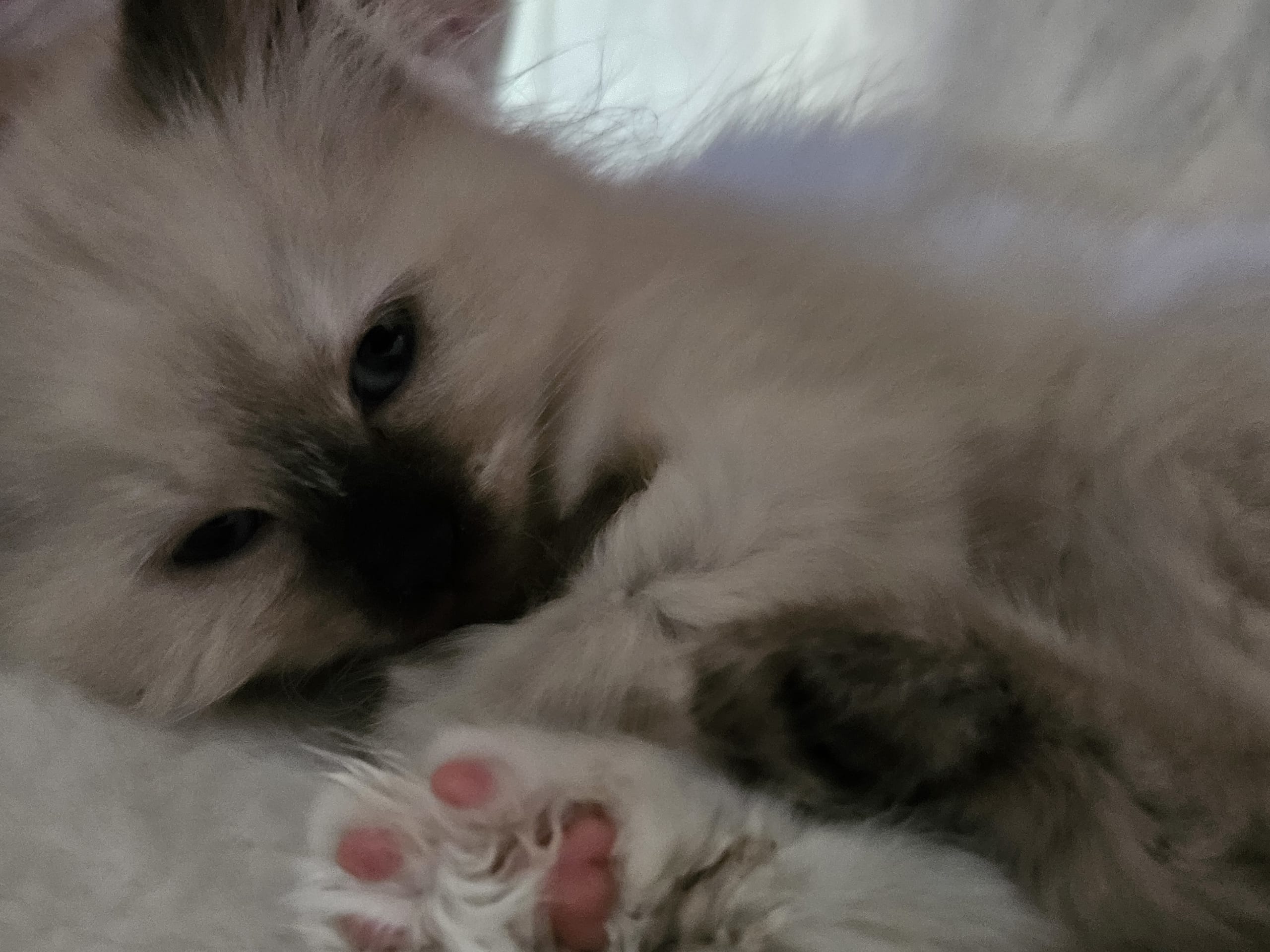 Sibirsk skogkatt · Fengersfors · SE*Knarren's