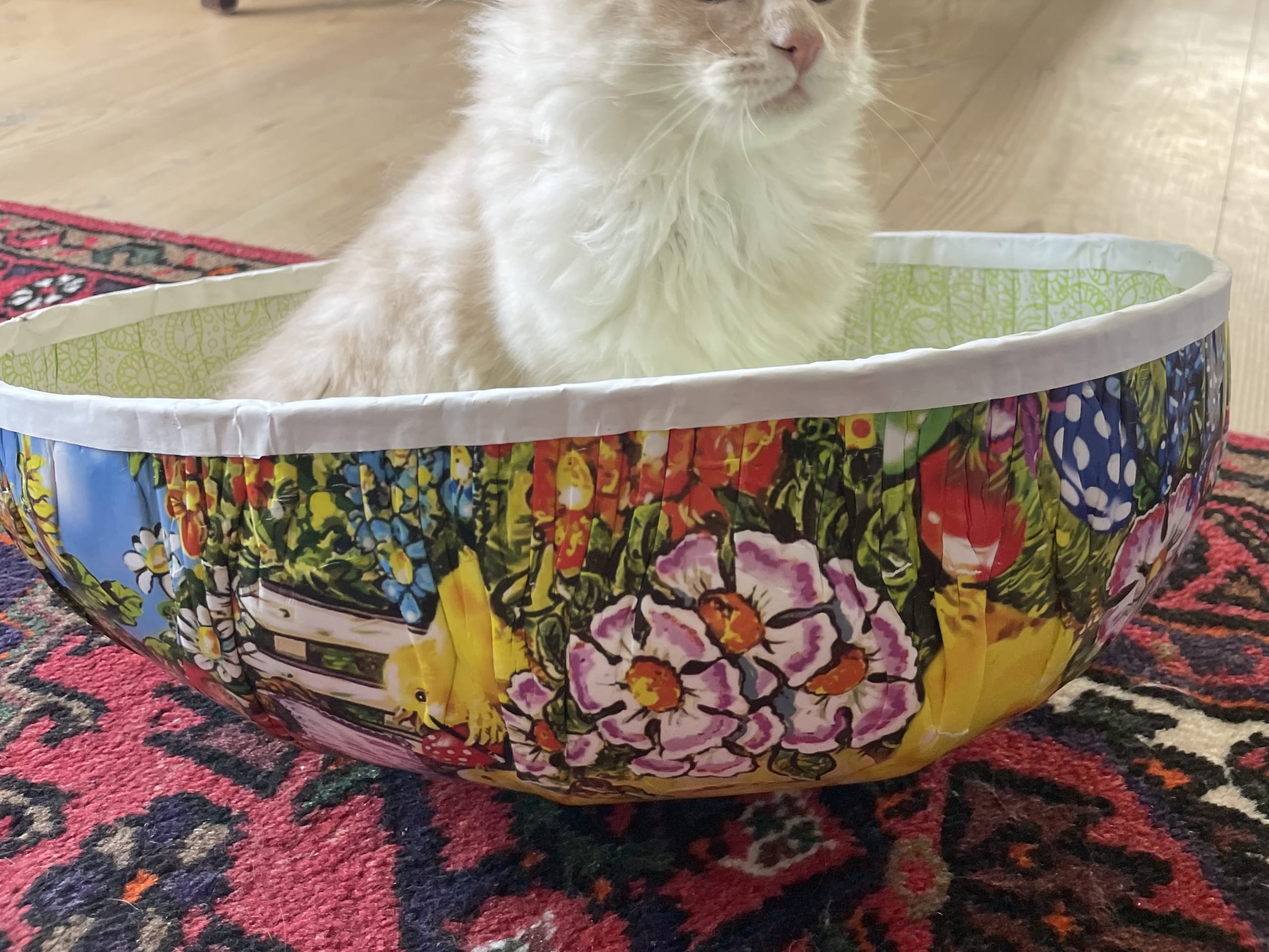 Maine Coon · Växjö · Skeppsmissen