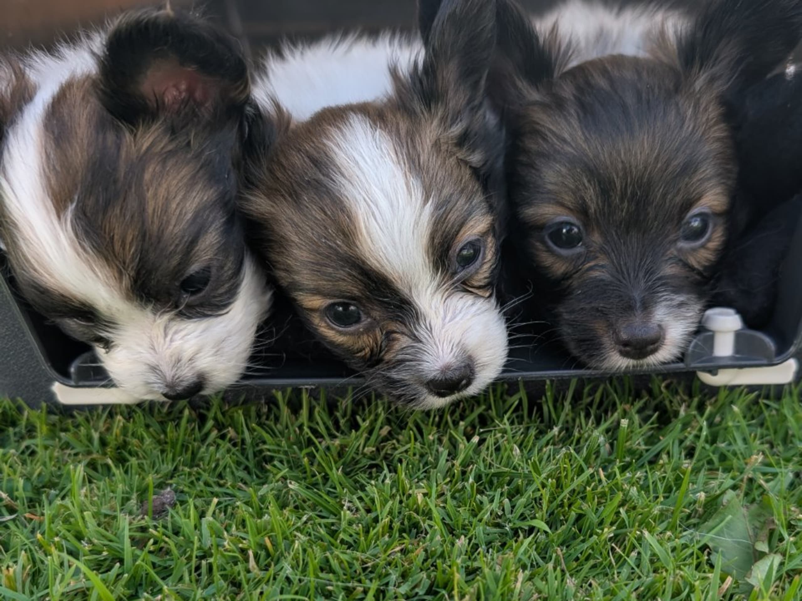 Papillon · Brastad · Bohusklippans