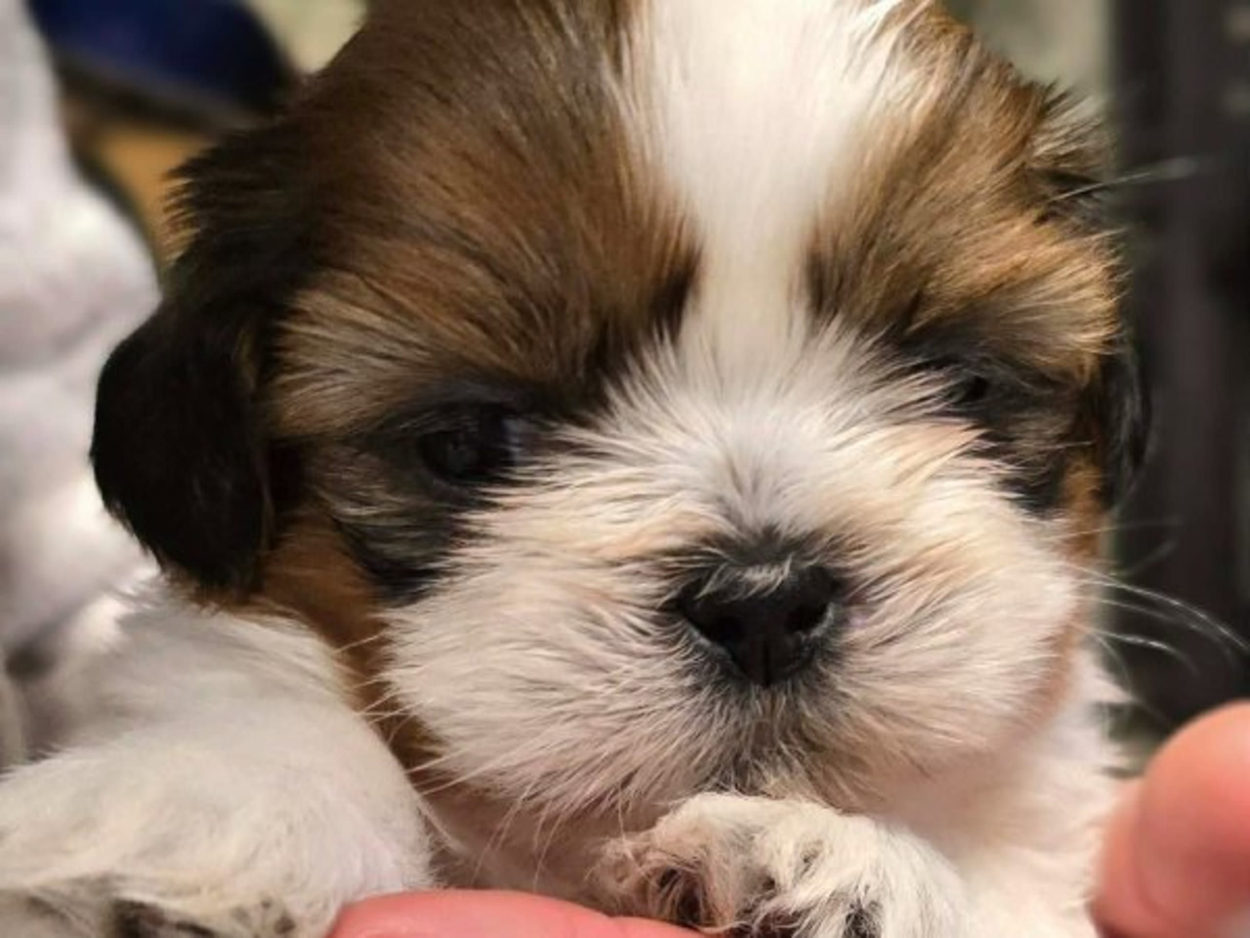 Shih tzu · Stillingsön · Shou-Lao's