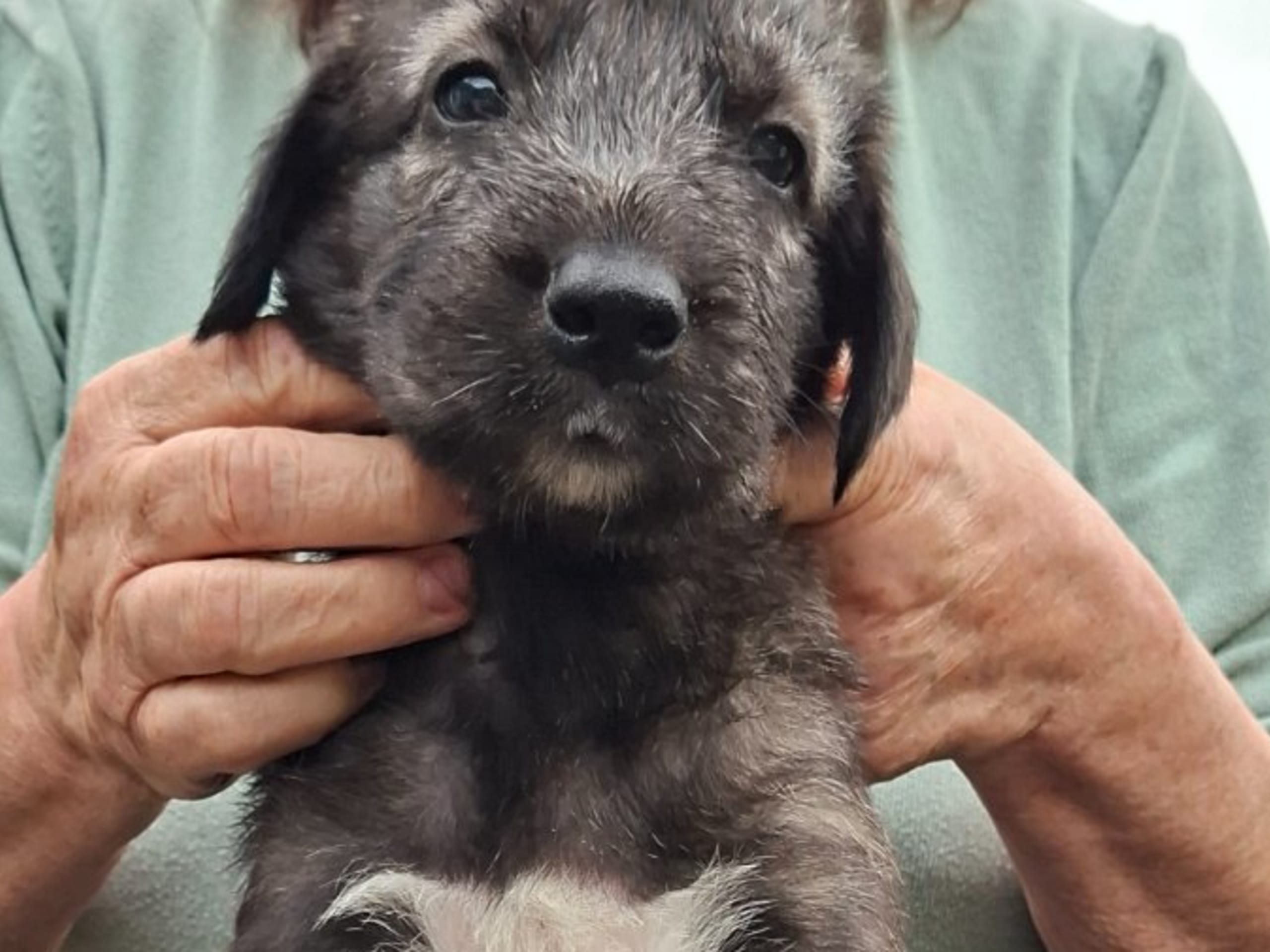 Irish Wolfhound · Åsa · Manowar