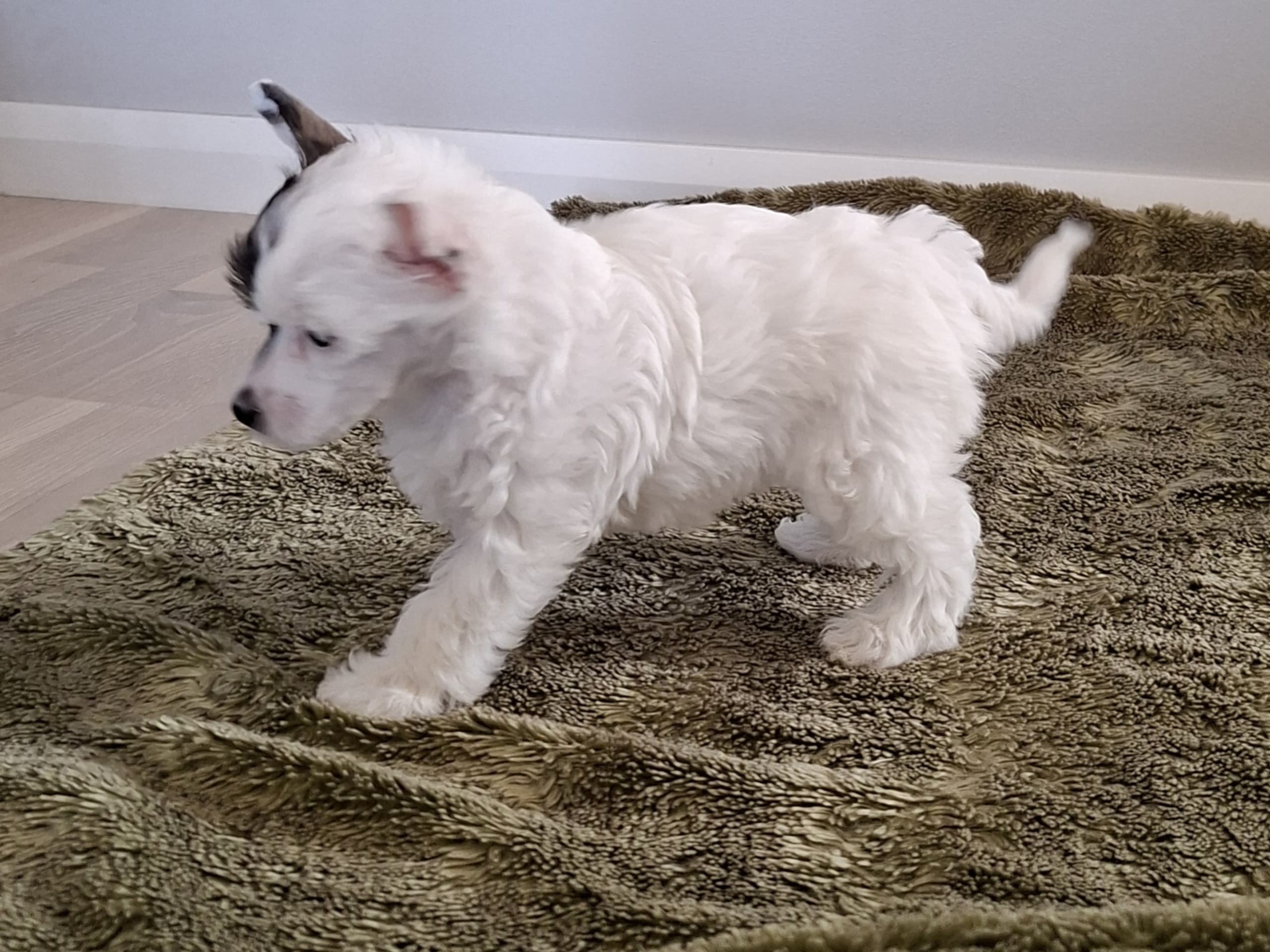 Chinese crested dog · Torslanda · Krysolit