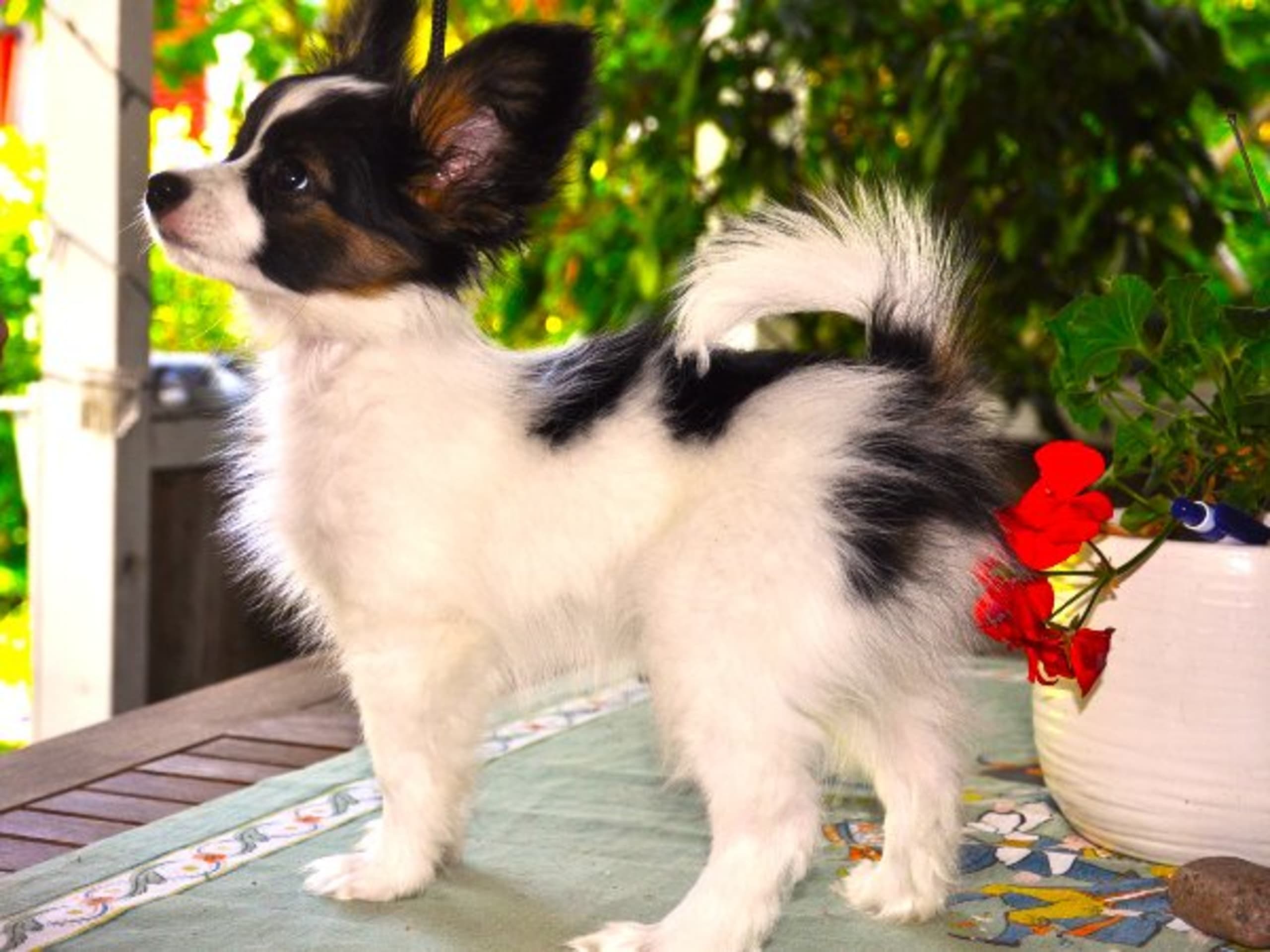 Papillon · Rättvik · Golden Clipp's
