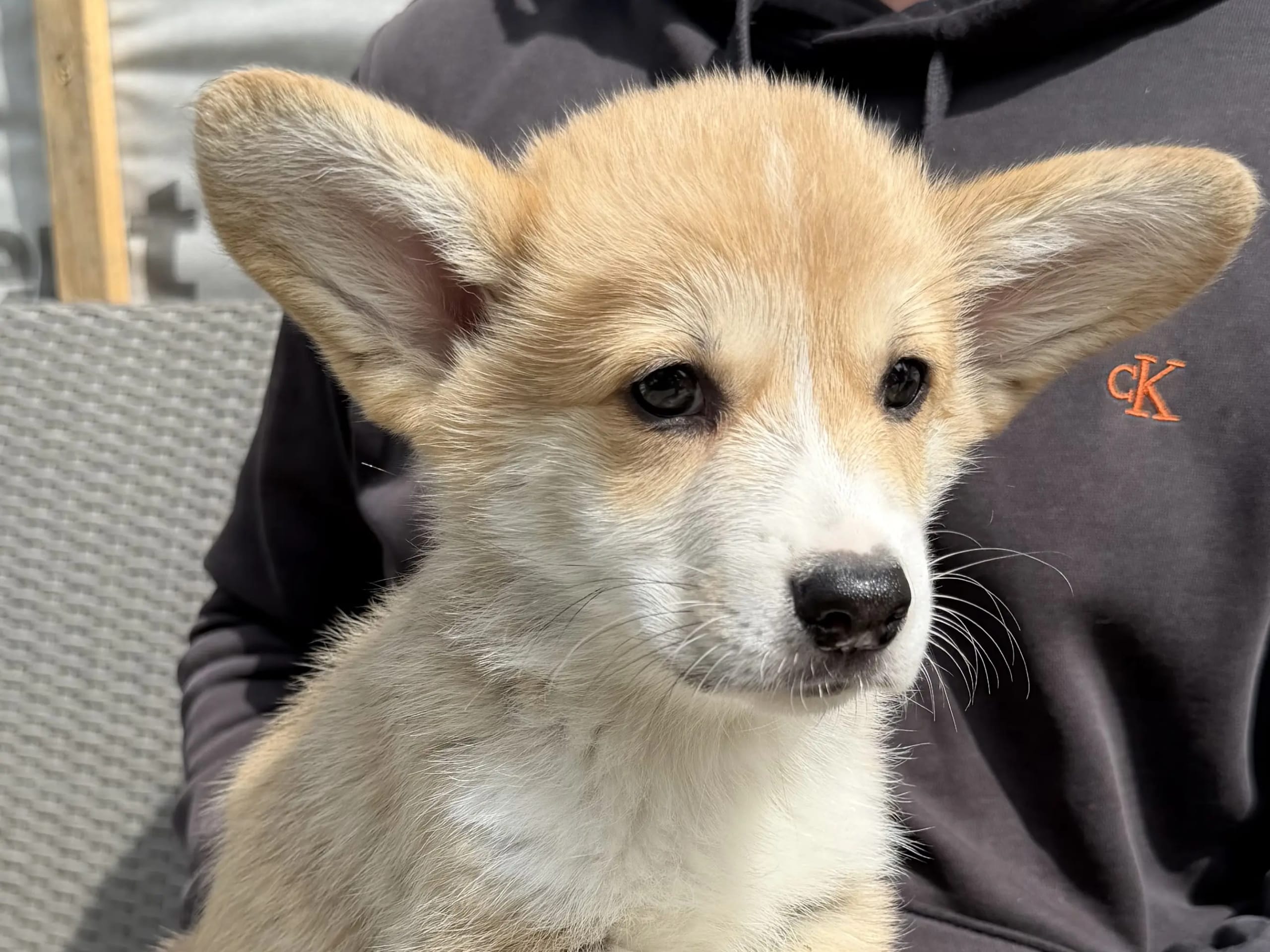 Welsh corgi pembroke · Gjerdrum · Hallo My Dog