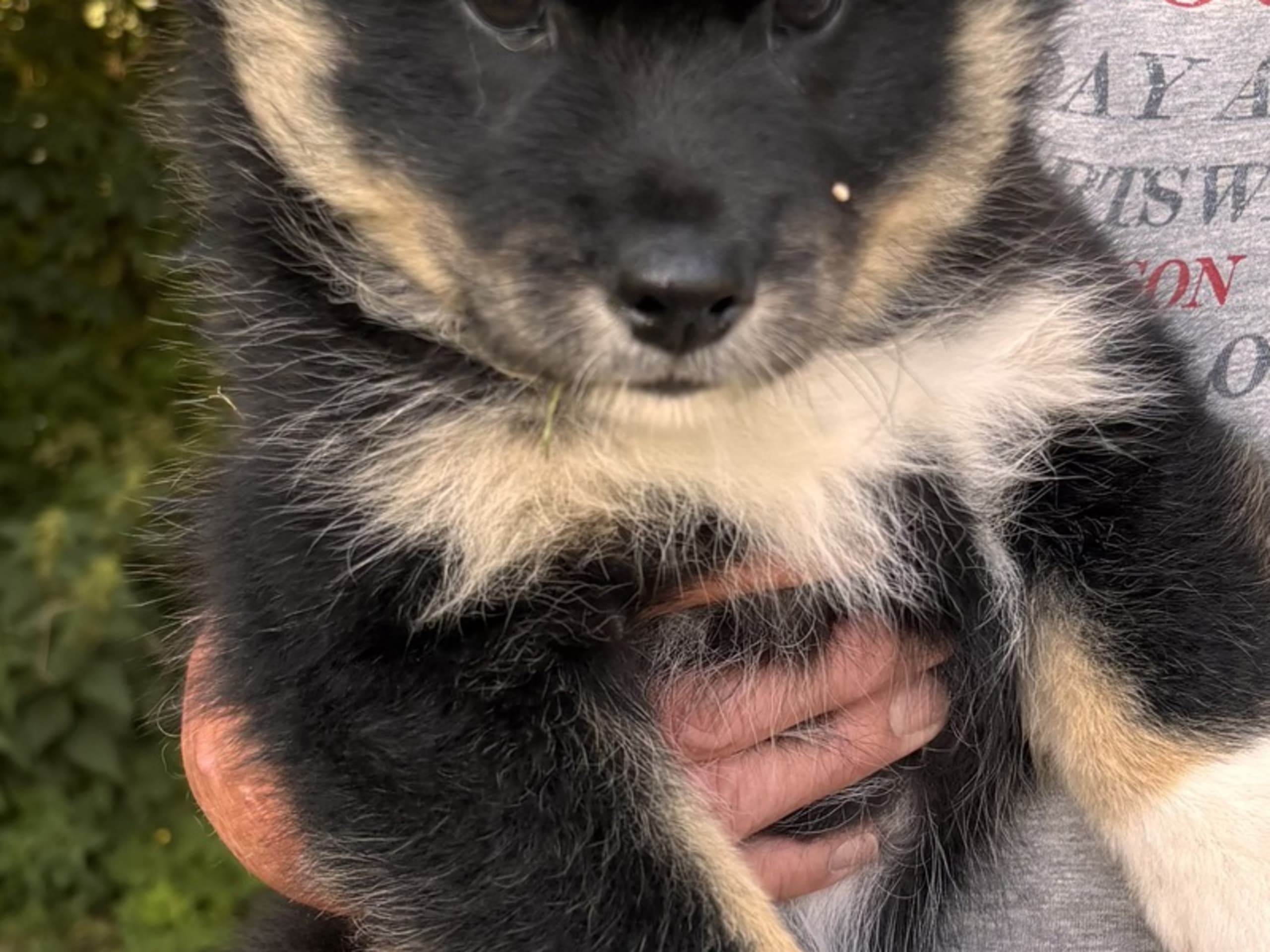 Isländsk Fårhund · Hjørring · Vadehavsvej