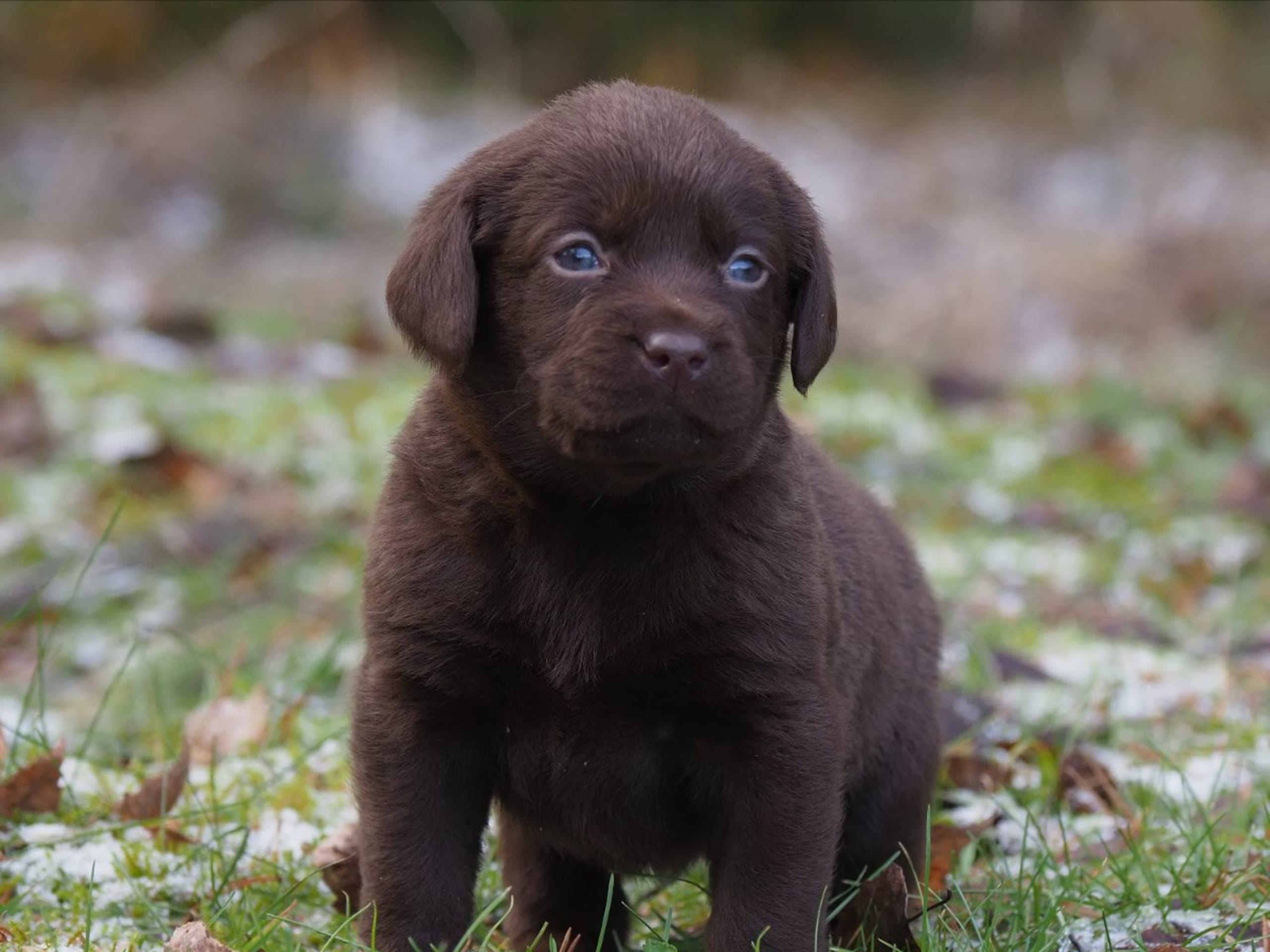 Labrador retriever