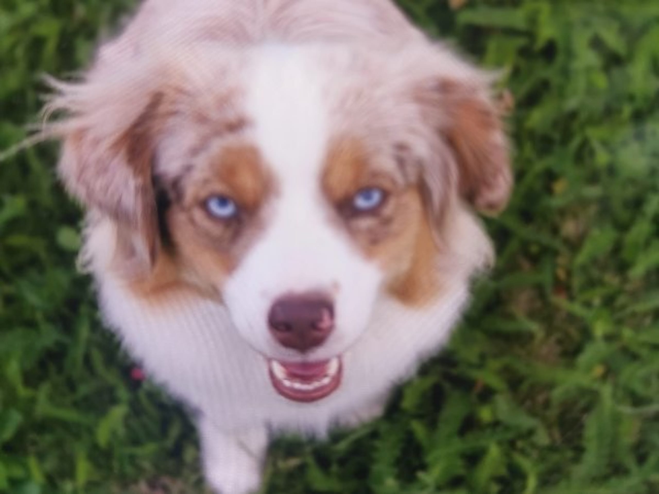 Miniature American Shepherd · Arboga · Shining Dreams