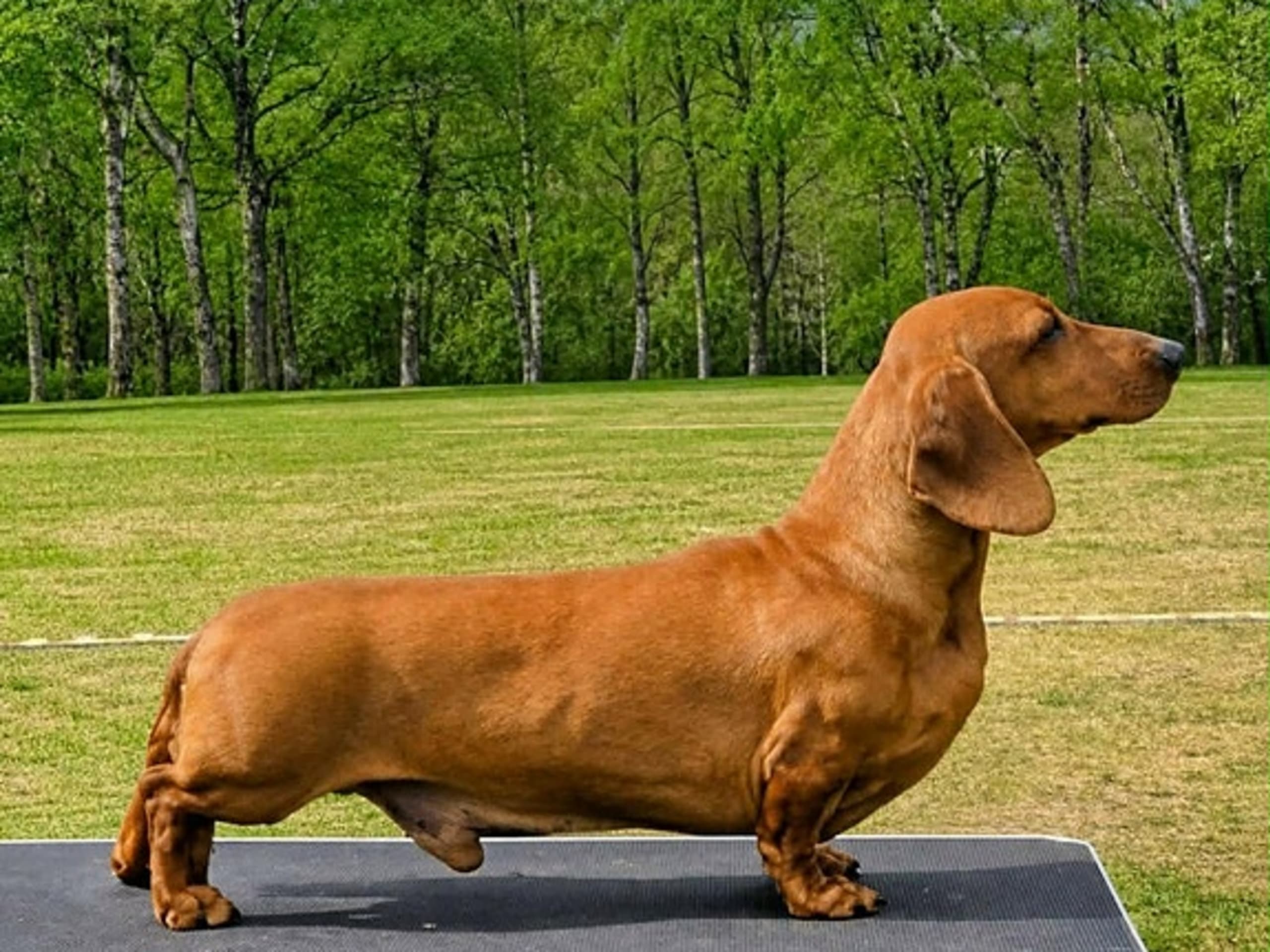 Dachshund · Elverum · Kirsten Næss