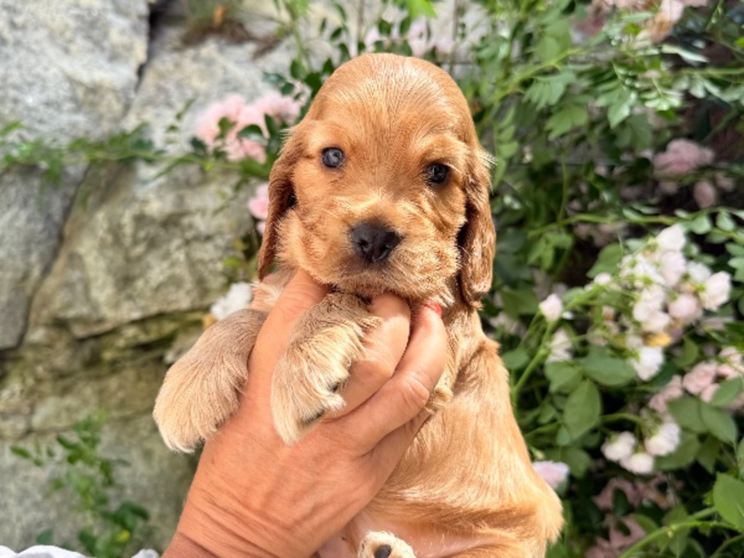 Cocker spaniel · Täby · Giggs