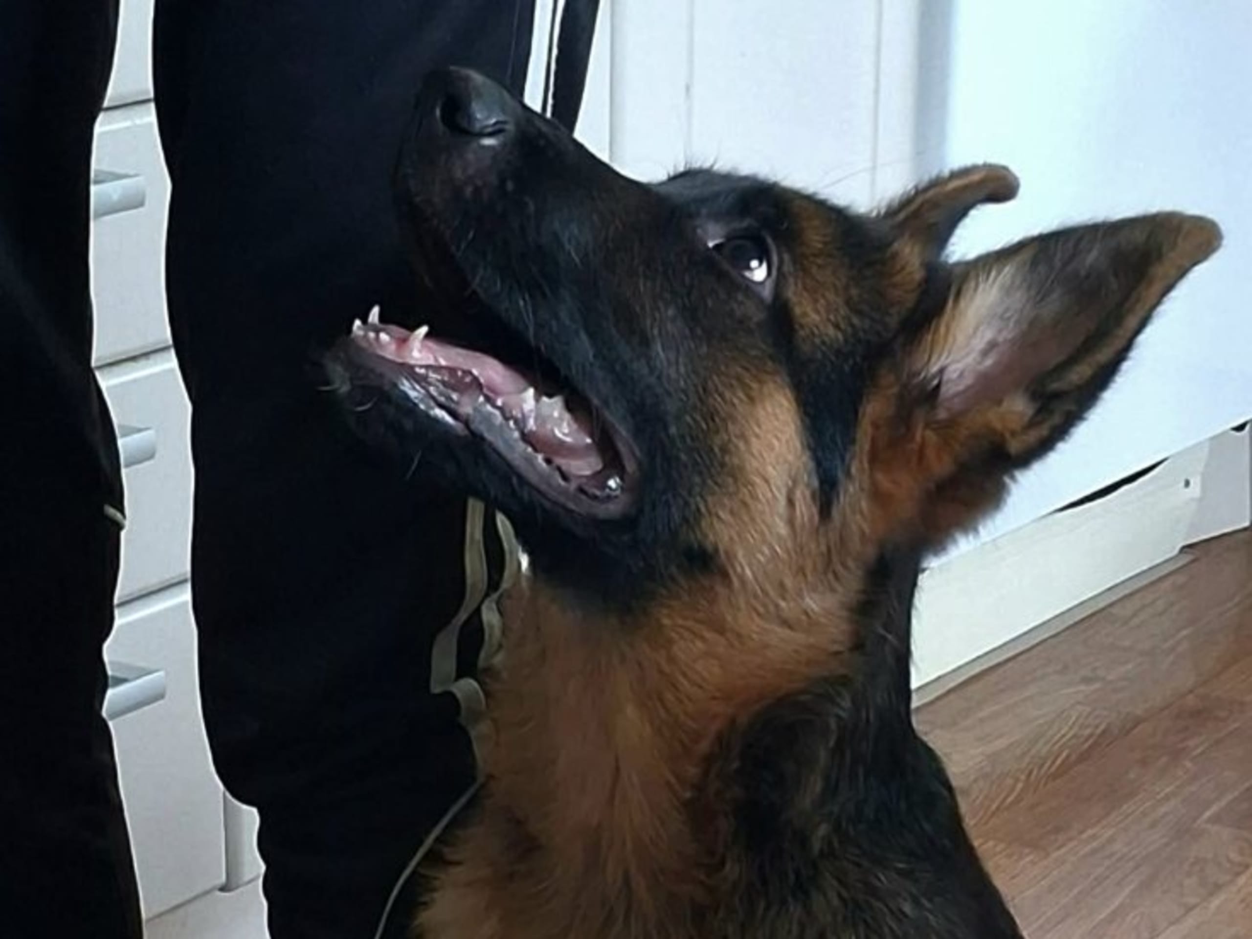 Tysk Schäferhund · Mjölby · Gala Zehad