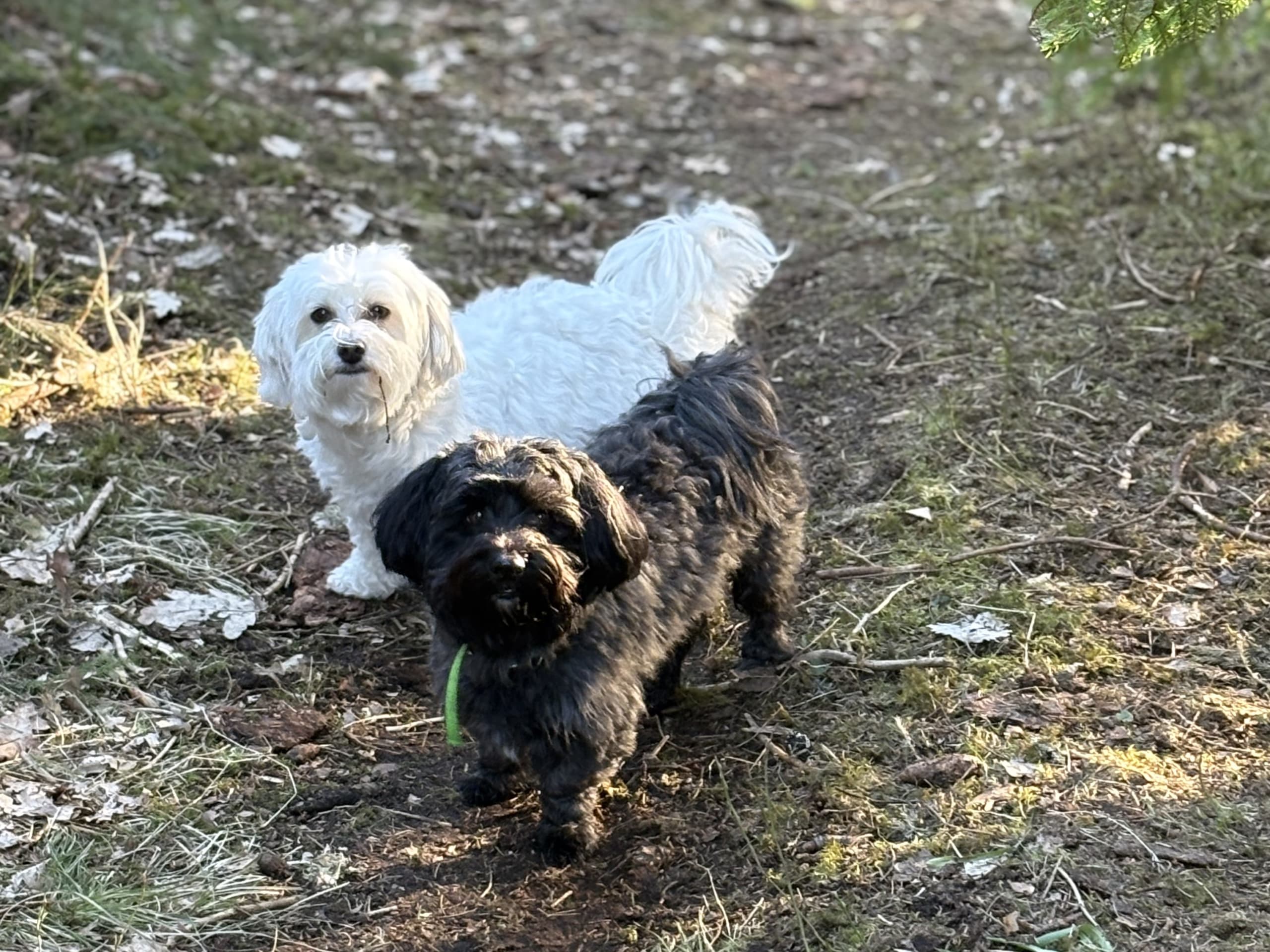 Stigsbergets kennel