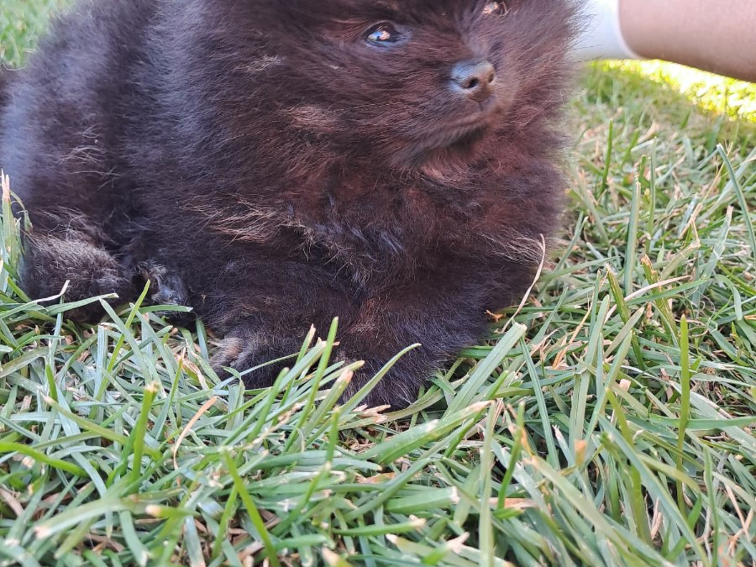 Pomeranian · Hörby · Samegulds