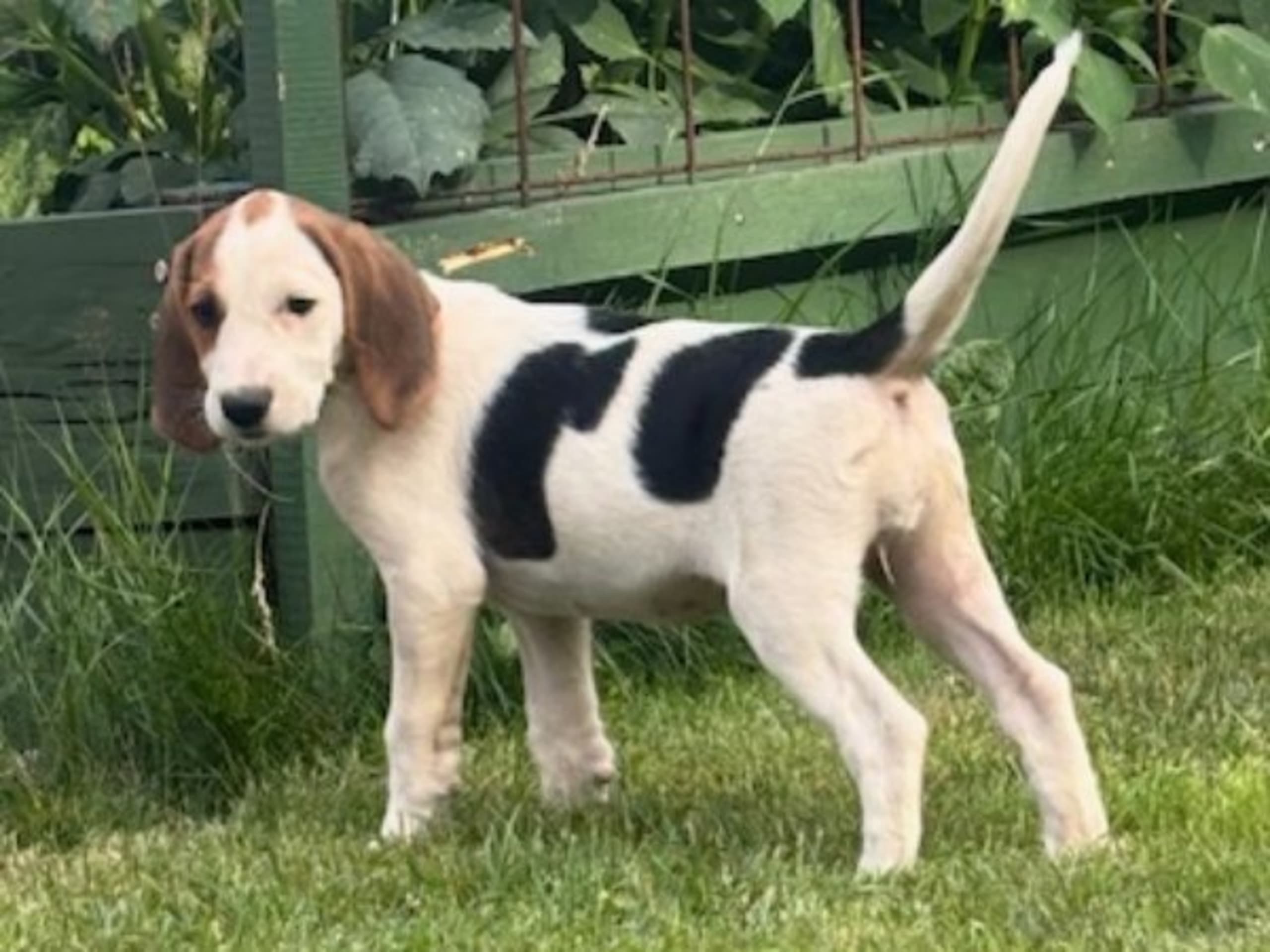 American Foxhound · Boxholm · Boxholmsjägarens