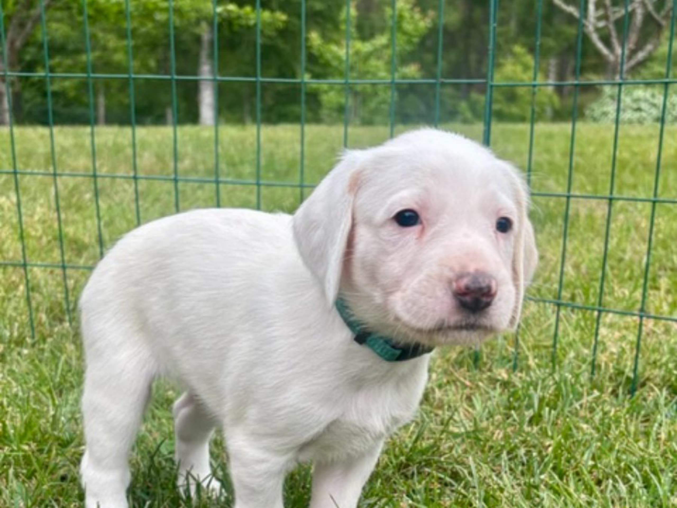 American Foxhound · Boxholm · Boxholmsjägarens