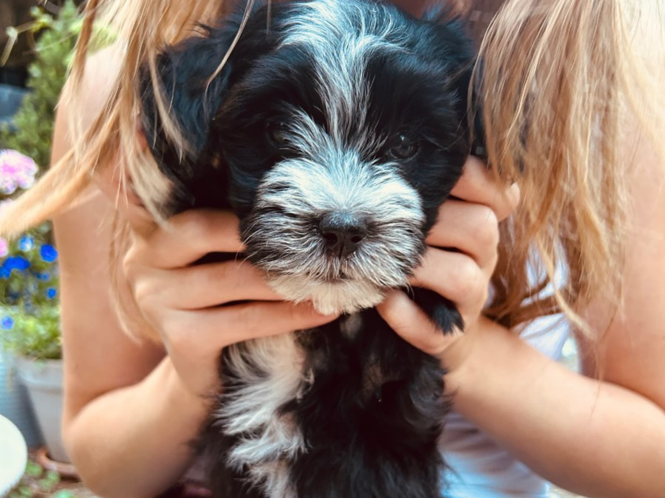 Bichon havanais · Veberöd · Hedbergs Härliga