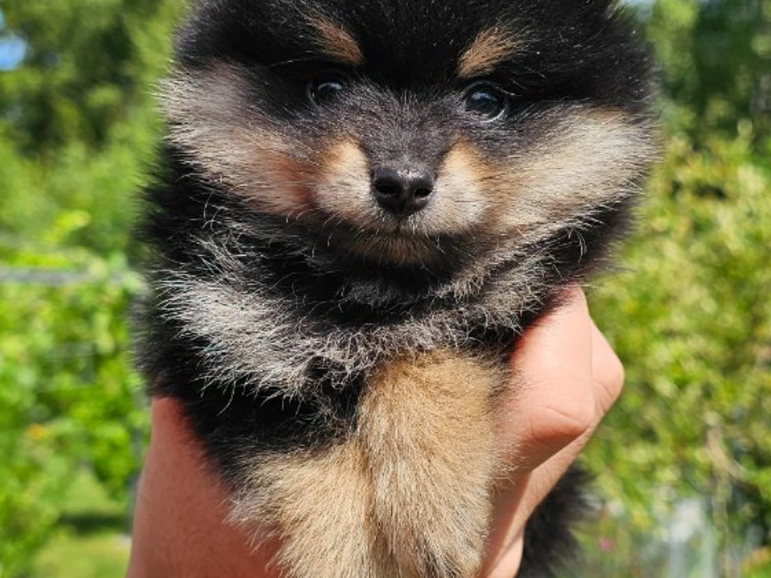 Pomeranian · Enköping · Pomsik Rakaaig