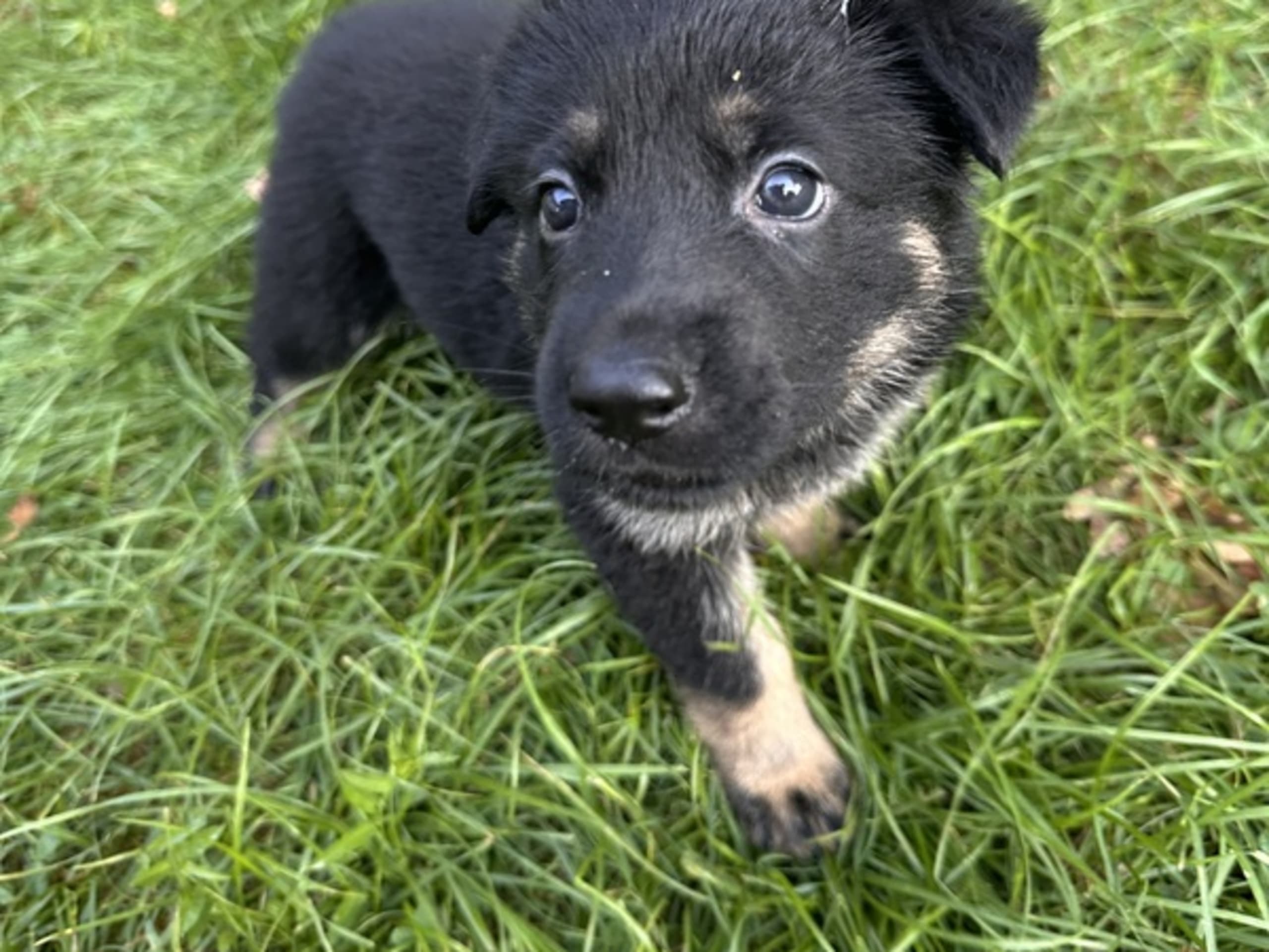 Schæferhund