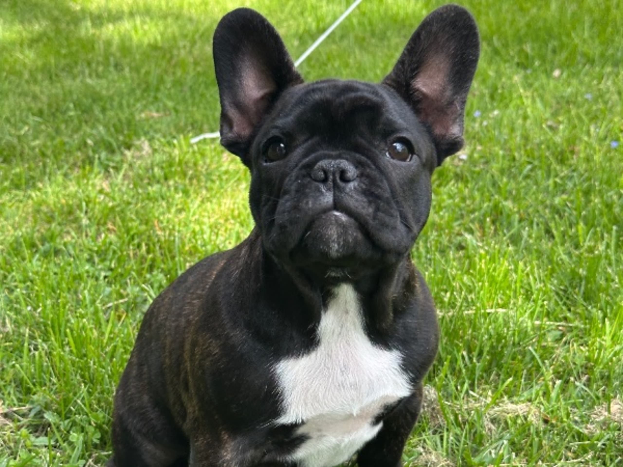 Fransk bulldogg · Bålsta · Siaöns