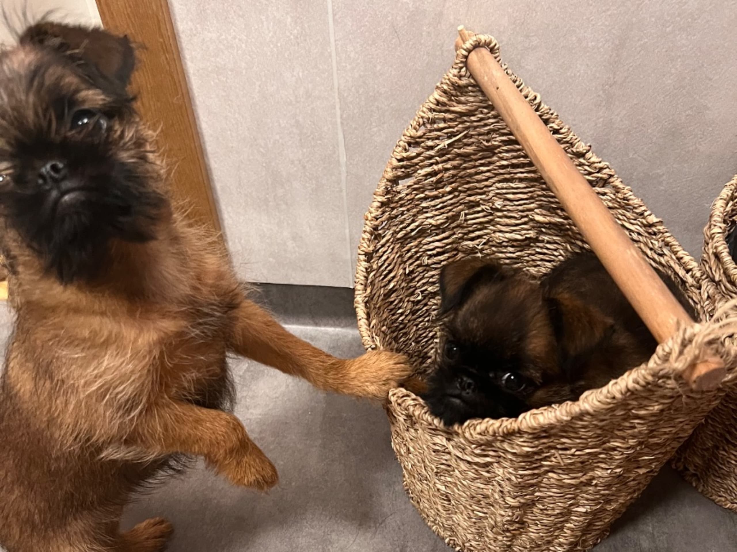 Brussels Griffon · Tyresö · Diddelinos