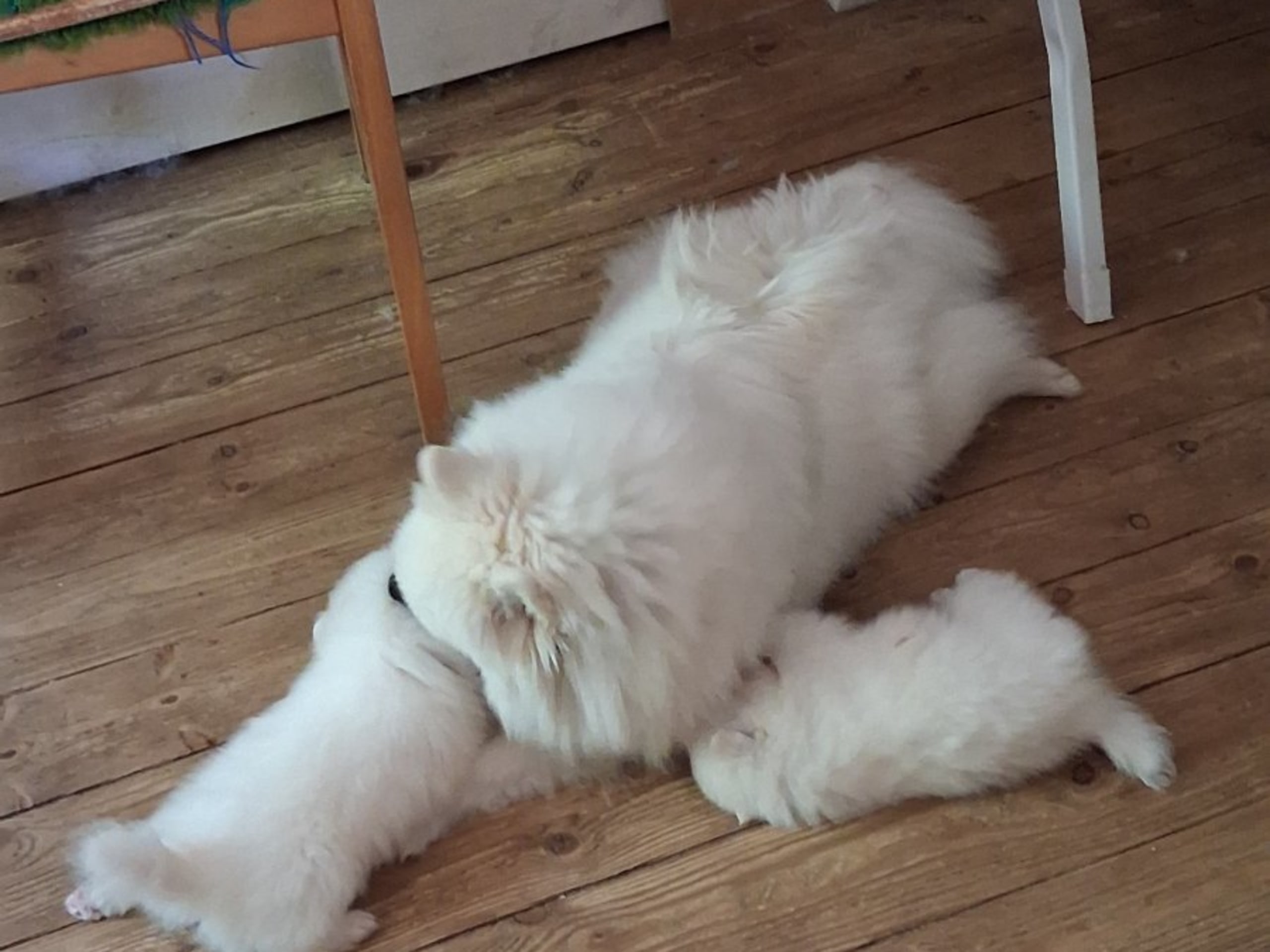 Japanese Spitz · Kristdala · Kennel Alegros