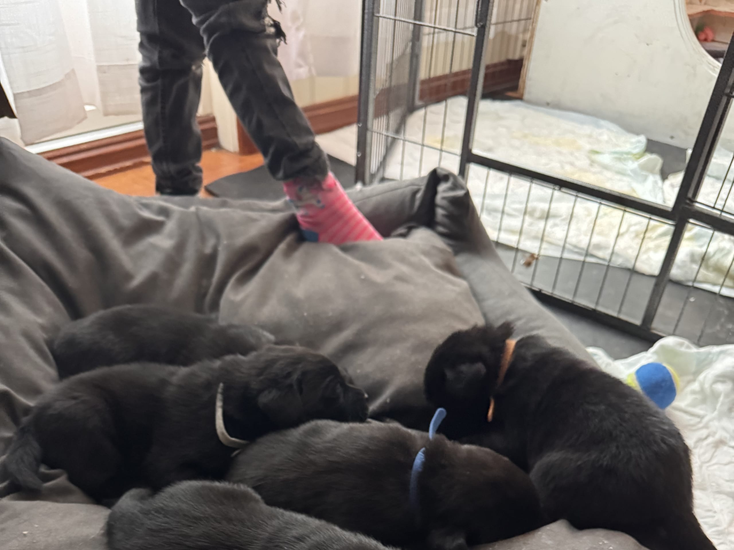 Labrador retriever · Rakkestad · Nina F.