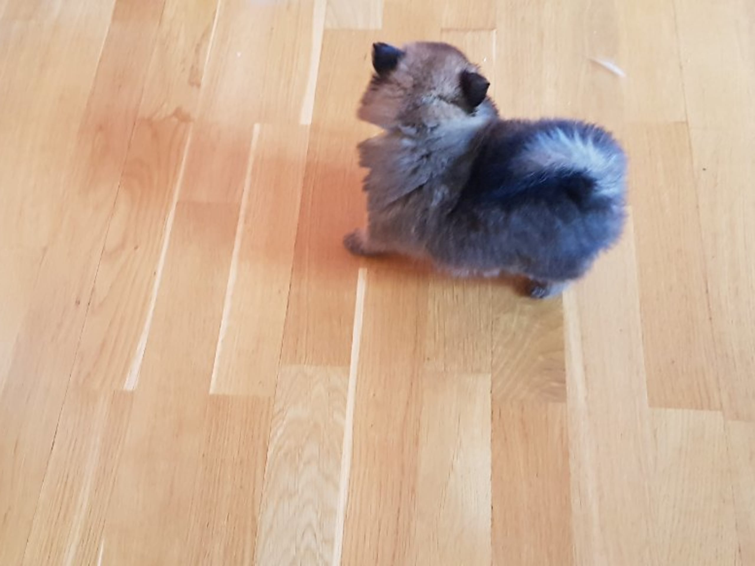 Pomeranian · Ed · Small Power