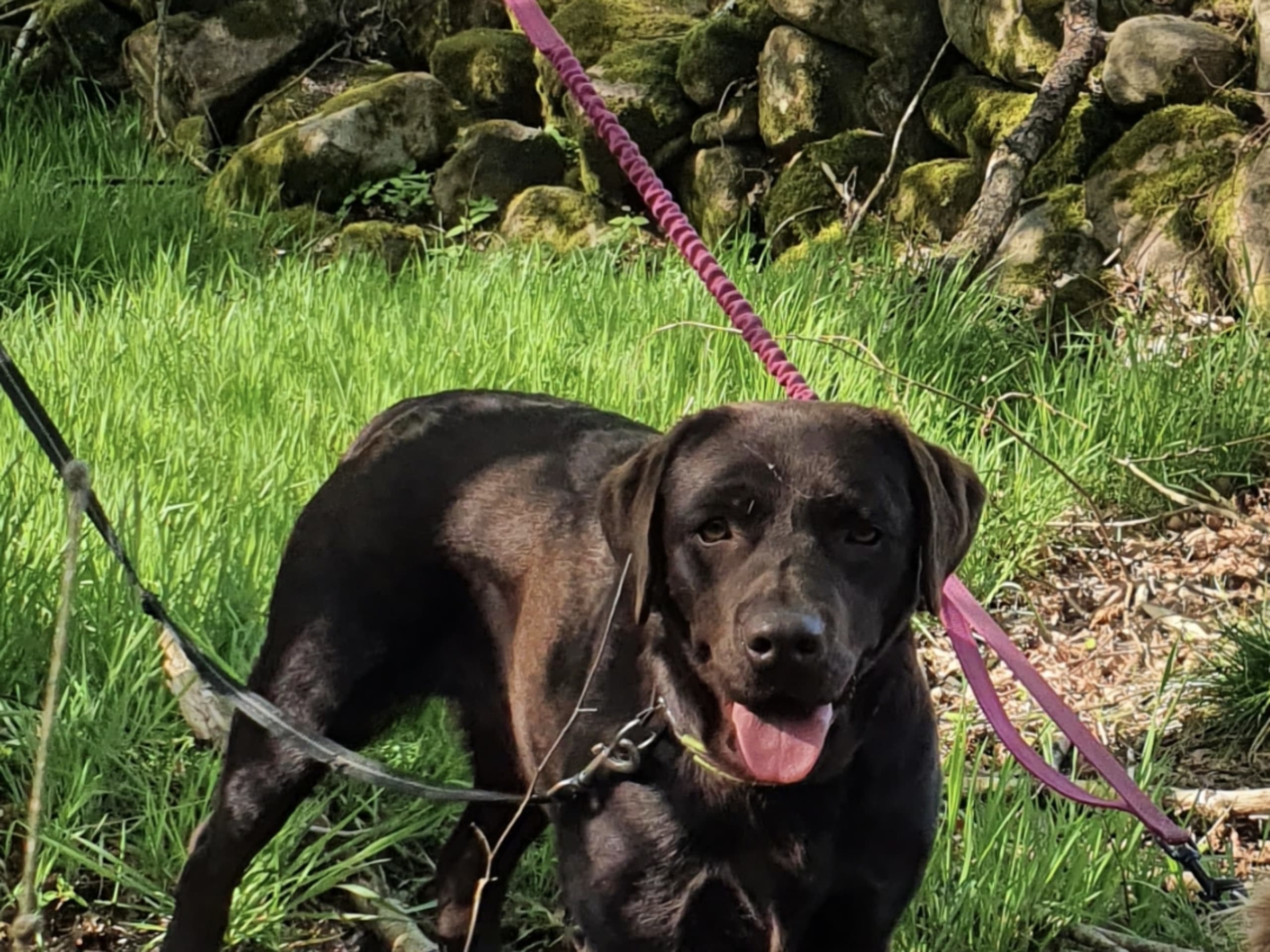 Labrador Retriever · Kågeröd · Johan F.