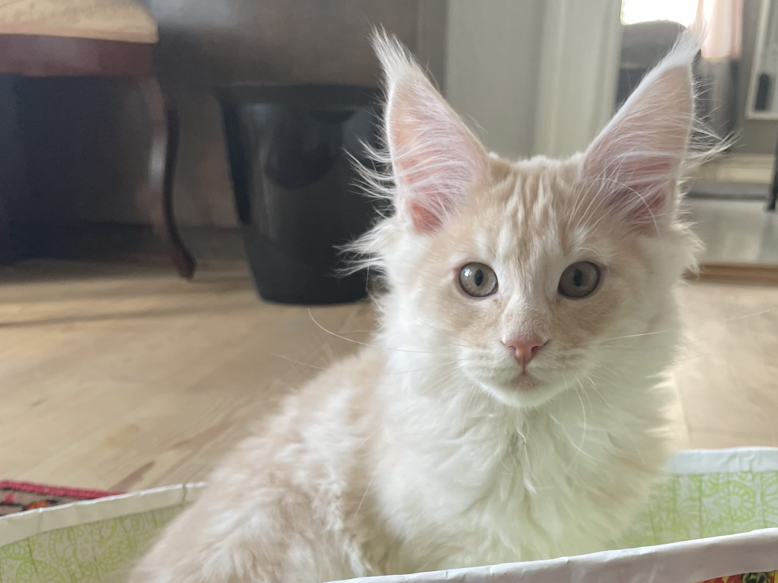Maine Coon · Växjö · Skeppsmissen