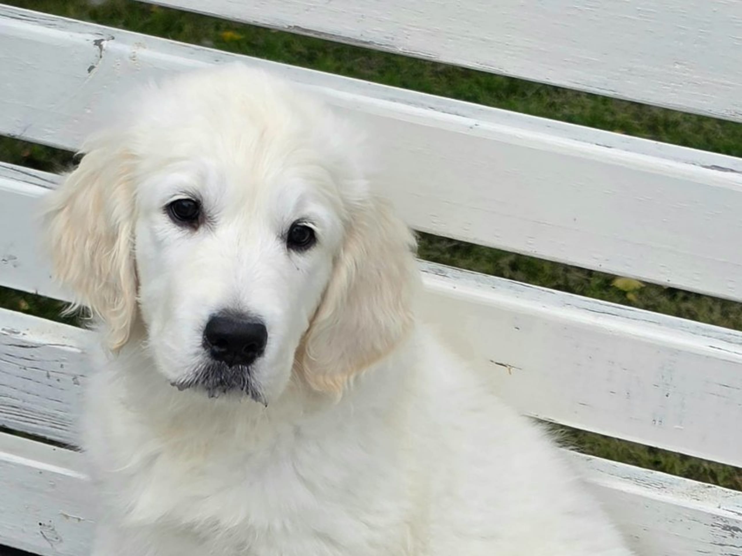 Golden retriever · Kvicksund · Goldblaze