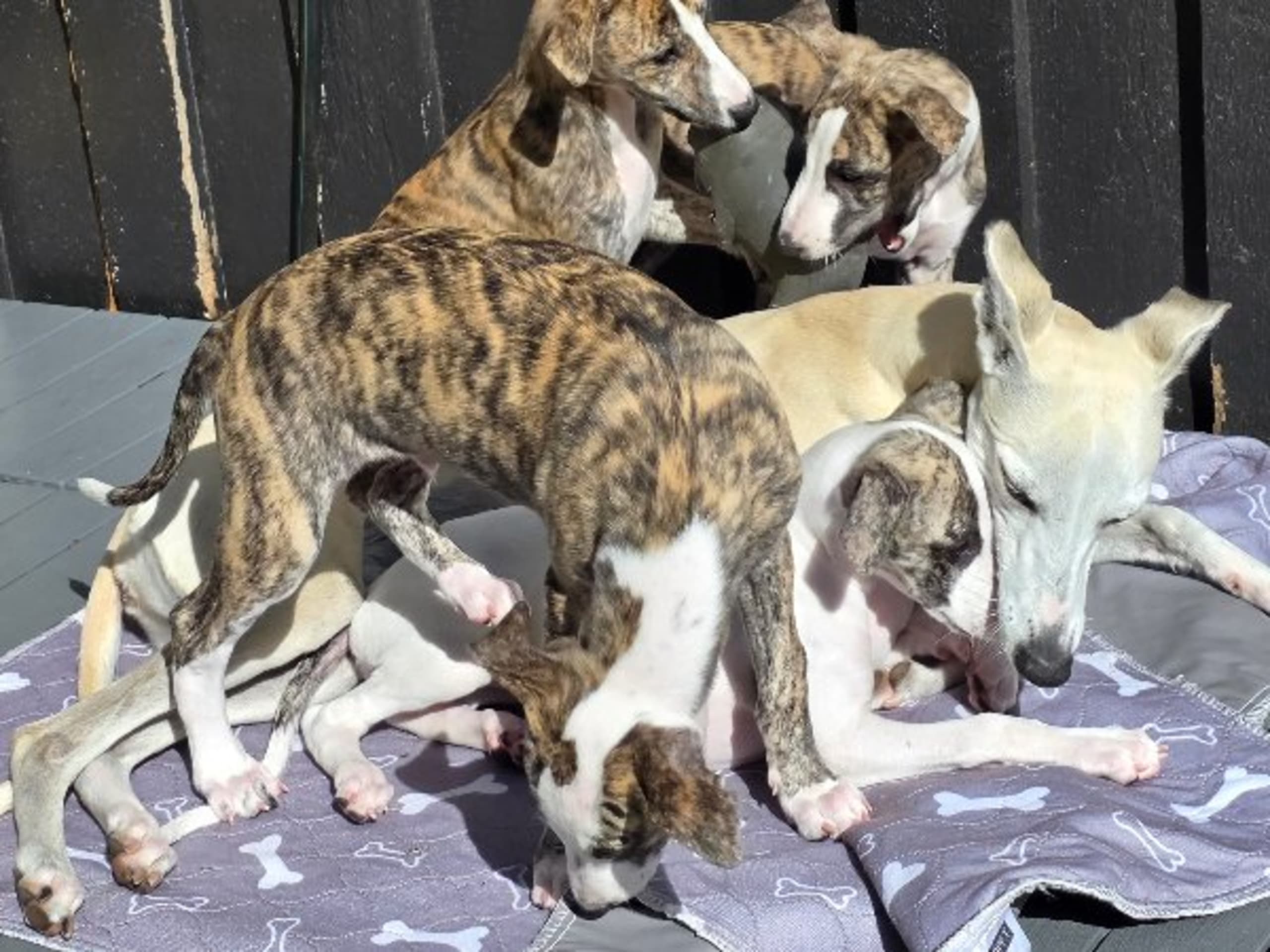 Whippet · Örby · Lyckovinstens