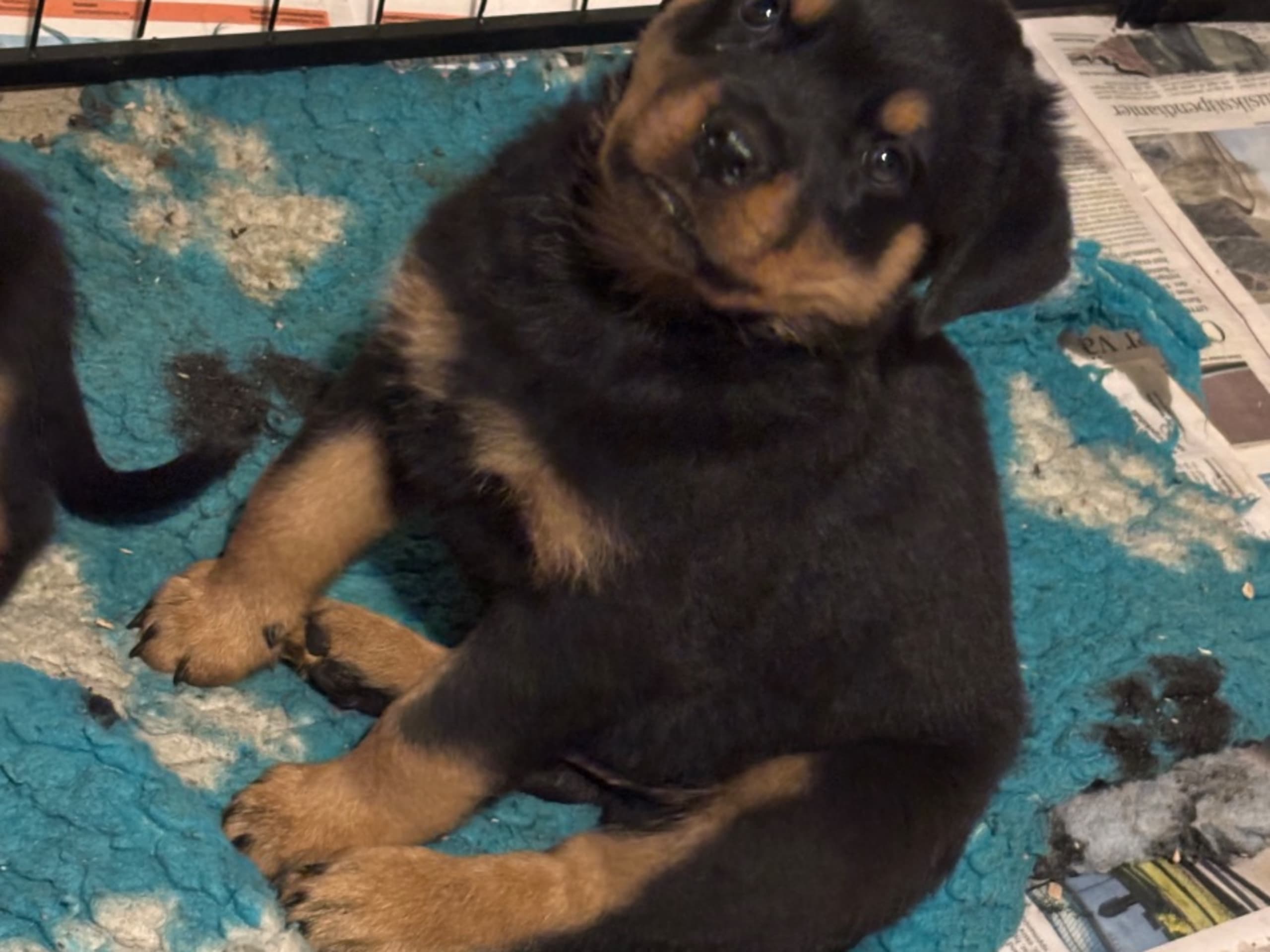 Rottweiler · Frövi · Kennel Tapto's
