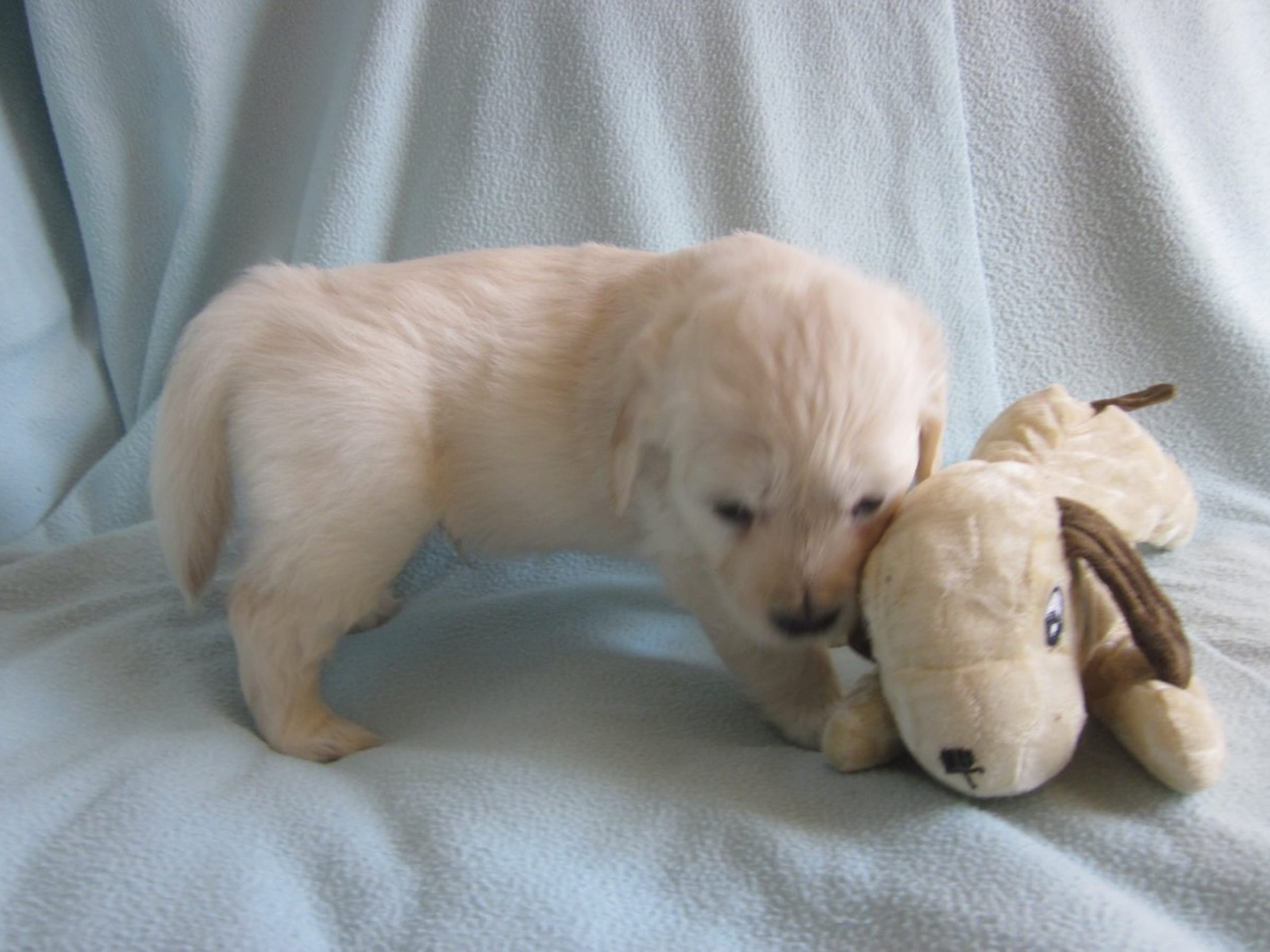 Golden Retriever · Blomstermåla · Guld-Fias