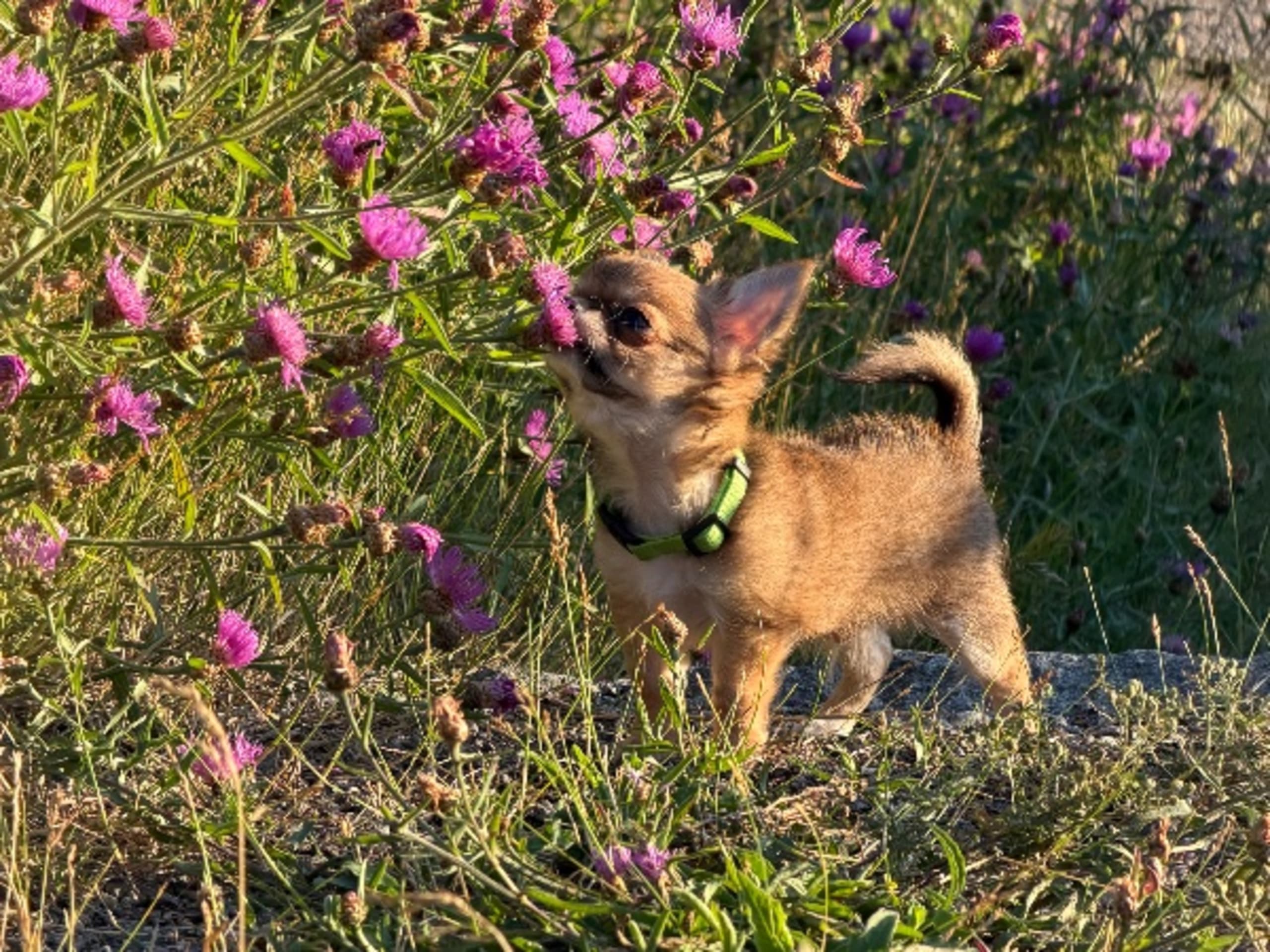 Chihuahua · Sundbyberg · Chizabella