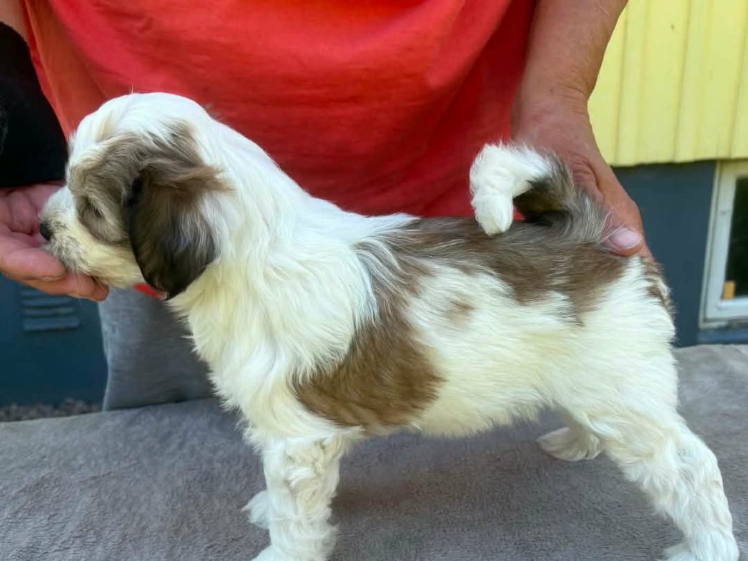 Tibetansk terrier · Ydre · Zelandonis