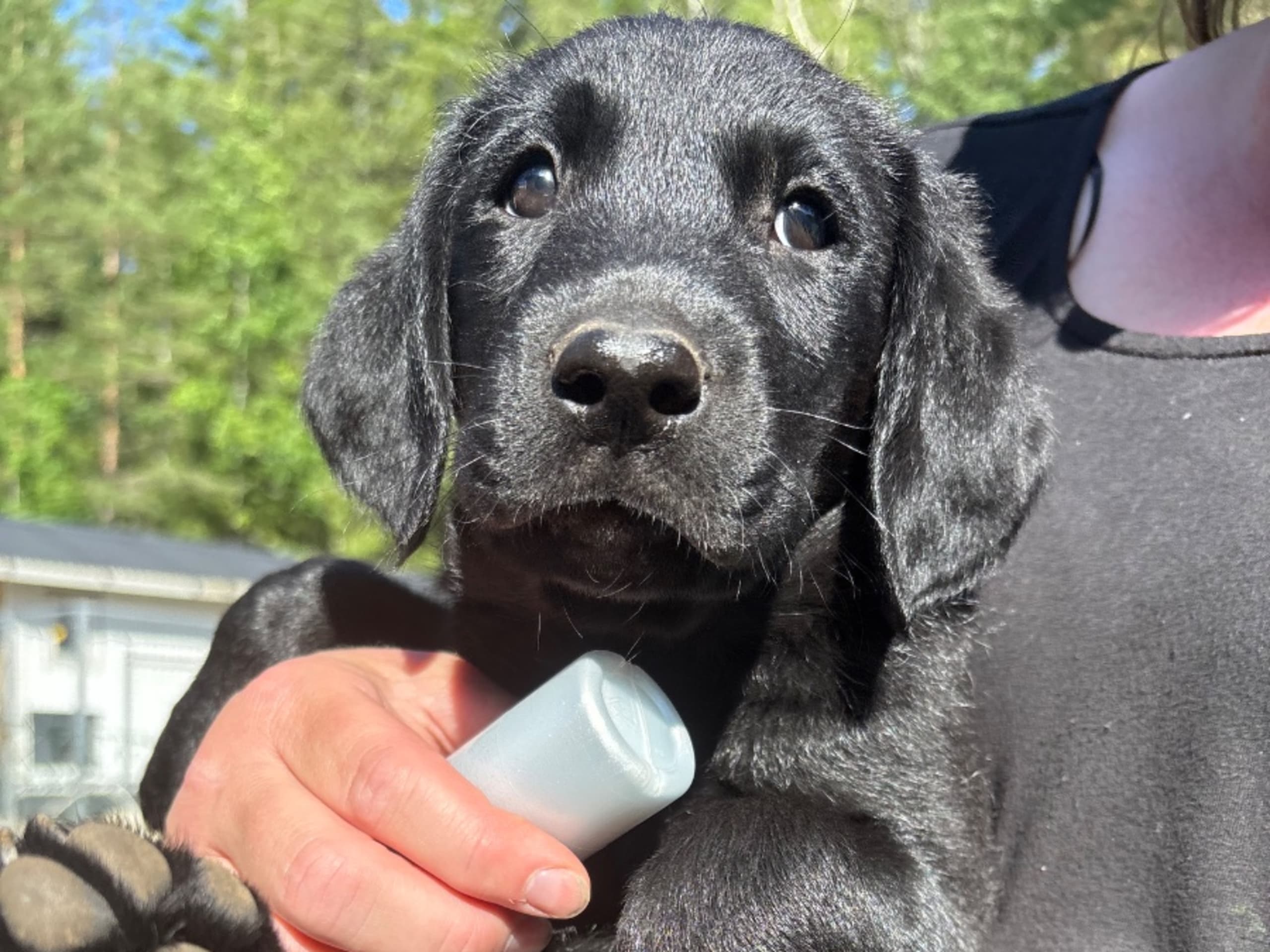 Labrador retriever · Prässebo · Birdkeepers