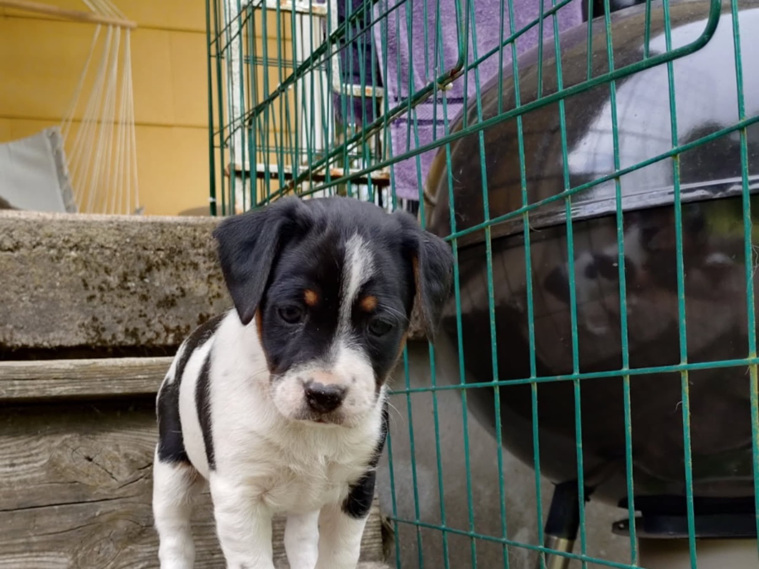 Danish Swedish Farmdog · ätran · Hundihult