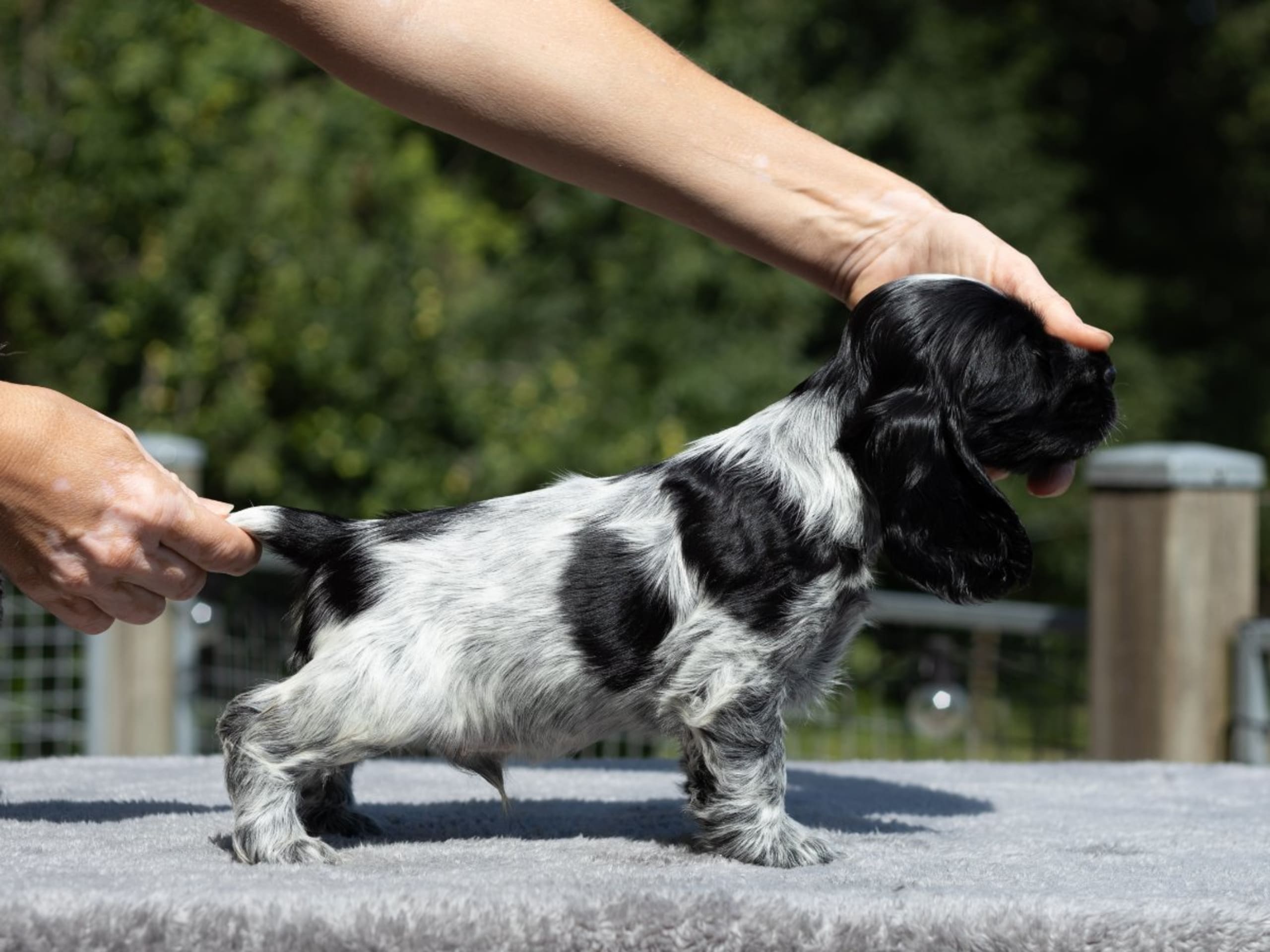 Cocker spaniel · Trollhättan · Perchwater