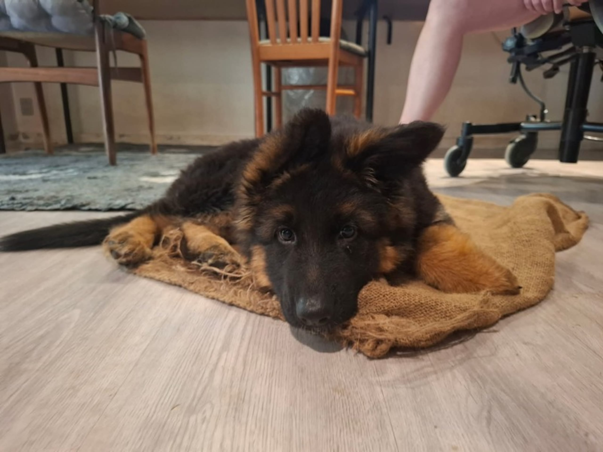 Schæferhund