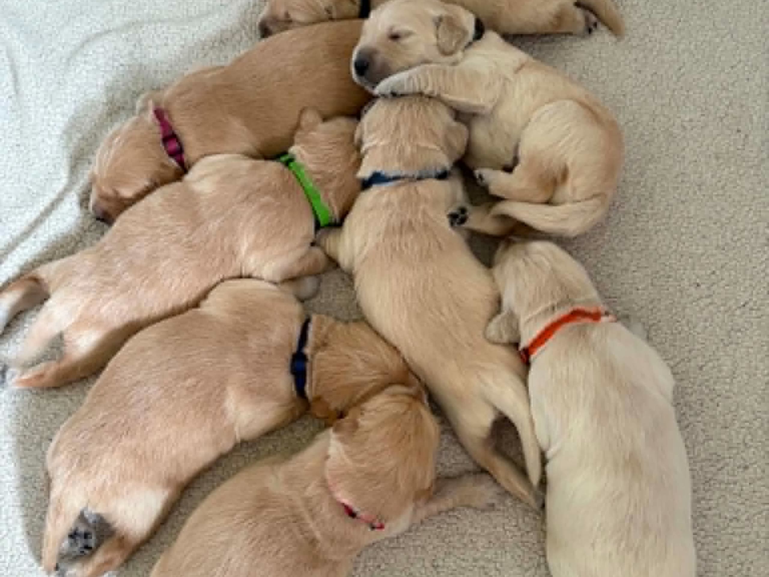 Golden Retriever · Gäddede · Laila T.