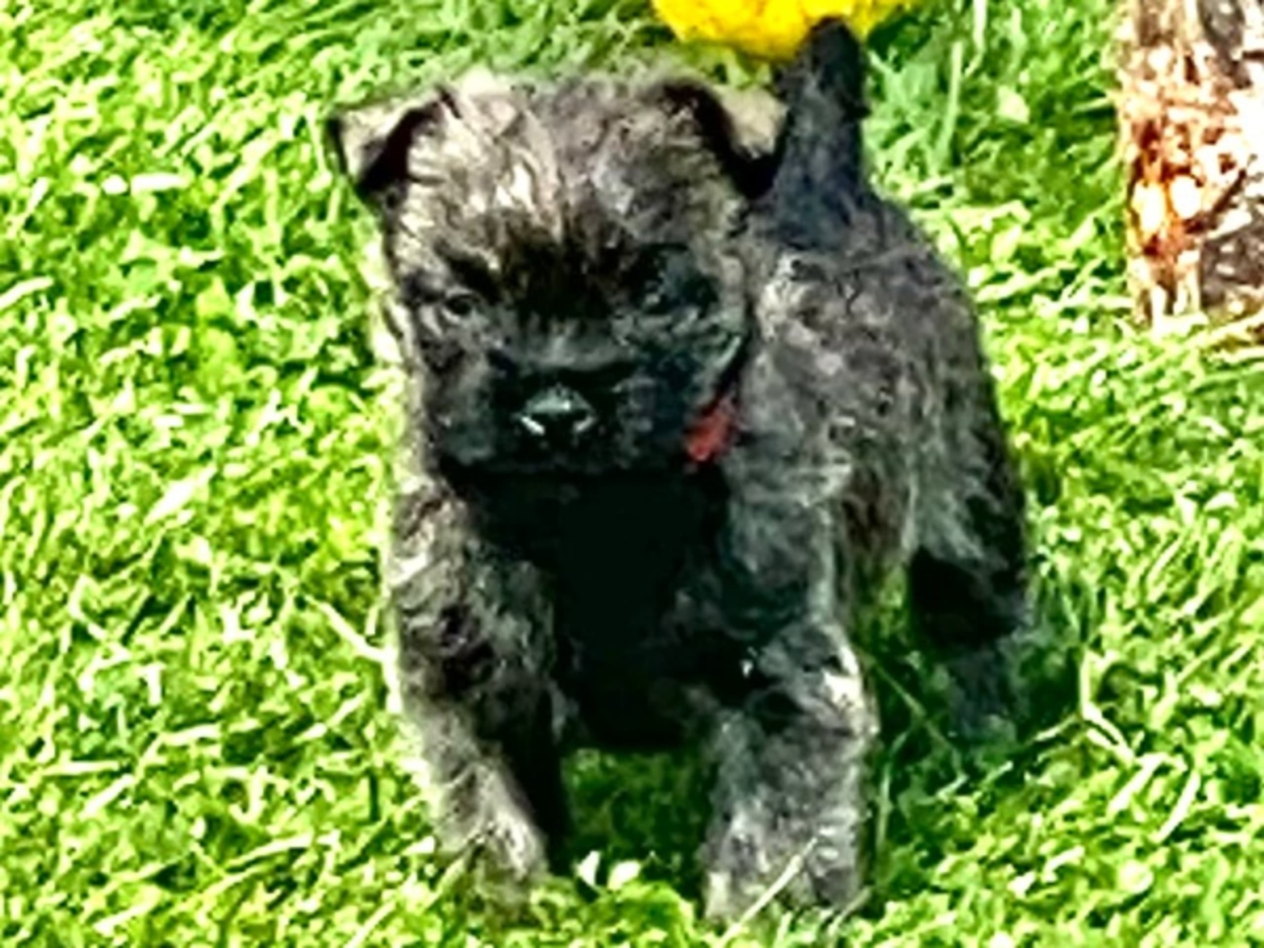 Cairn Terrier · Göteborg · Zenith