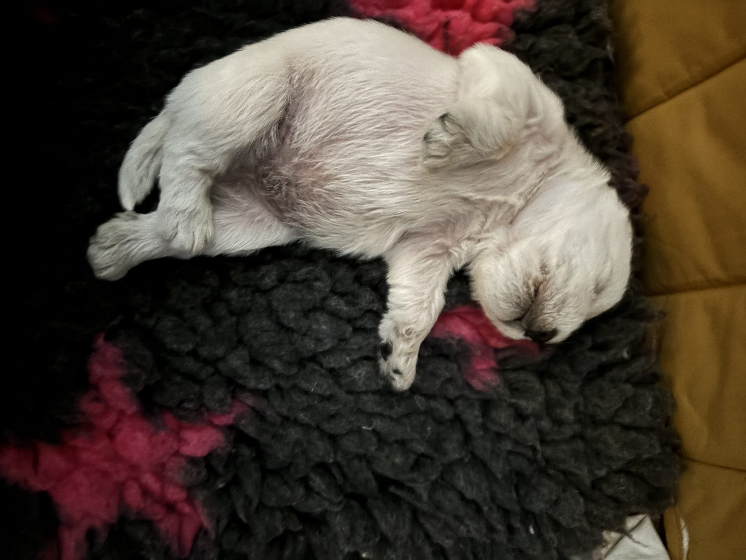 Vit dvärgschnauzer · Svedala · Tabus Dream