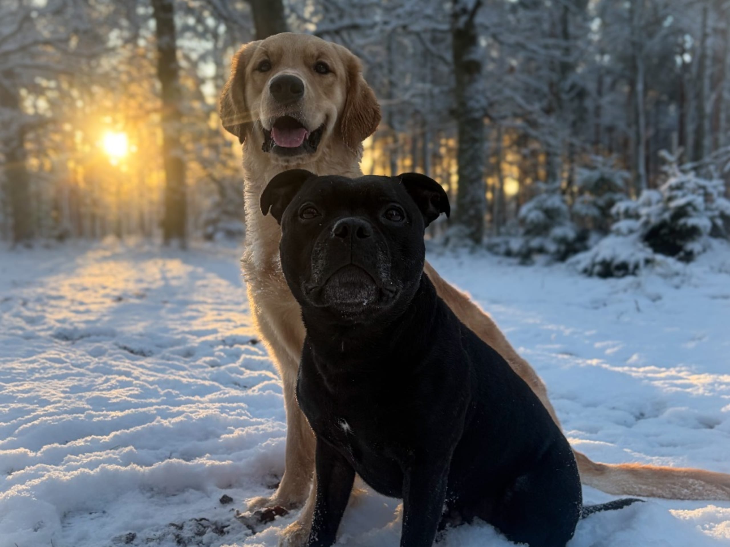 Staffordshire bullterrier · Harlösa · Brightstaff