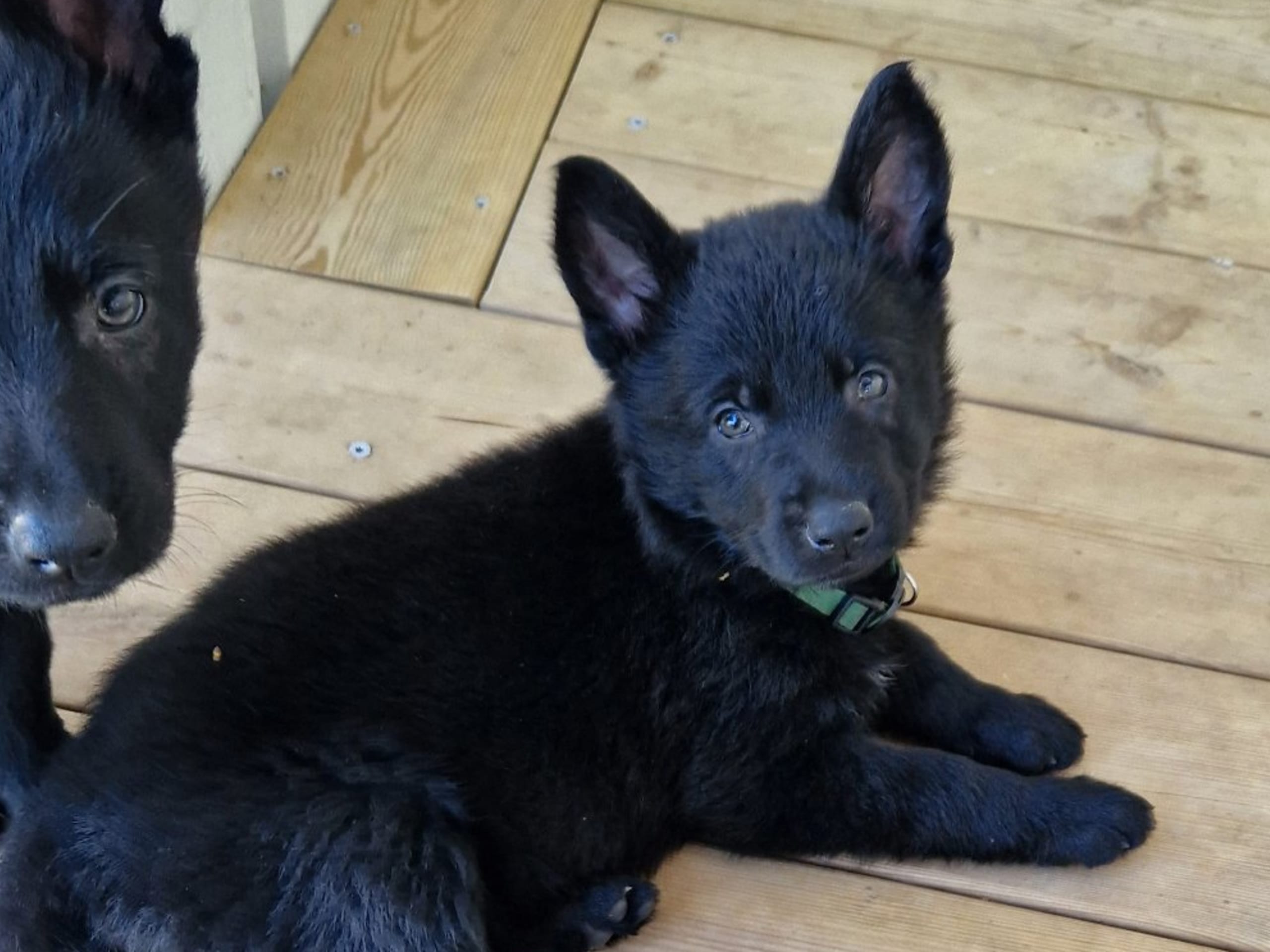 Tysk Schäferhund · Motala · Wezenhof's Kennel
