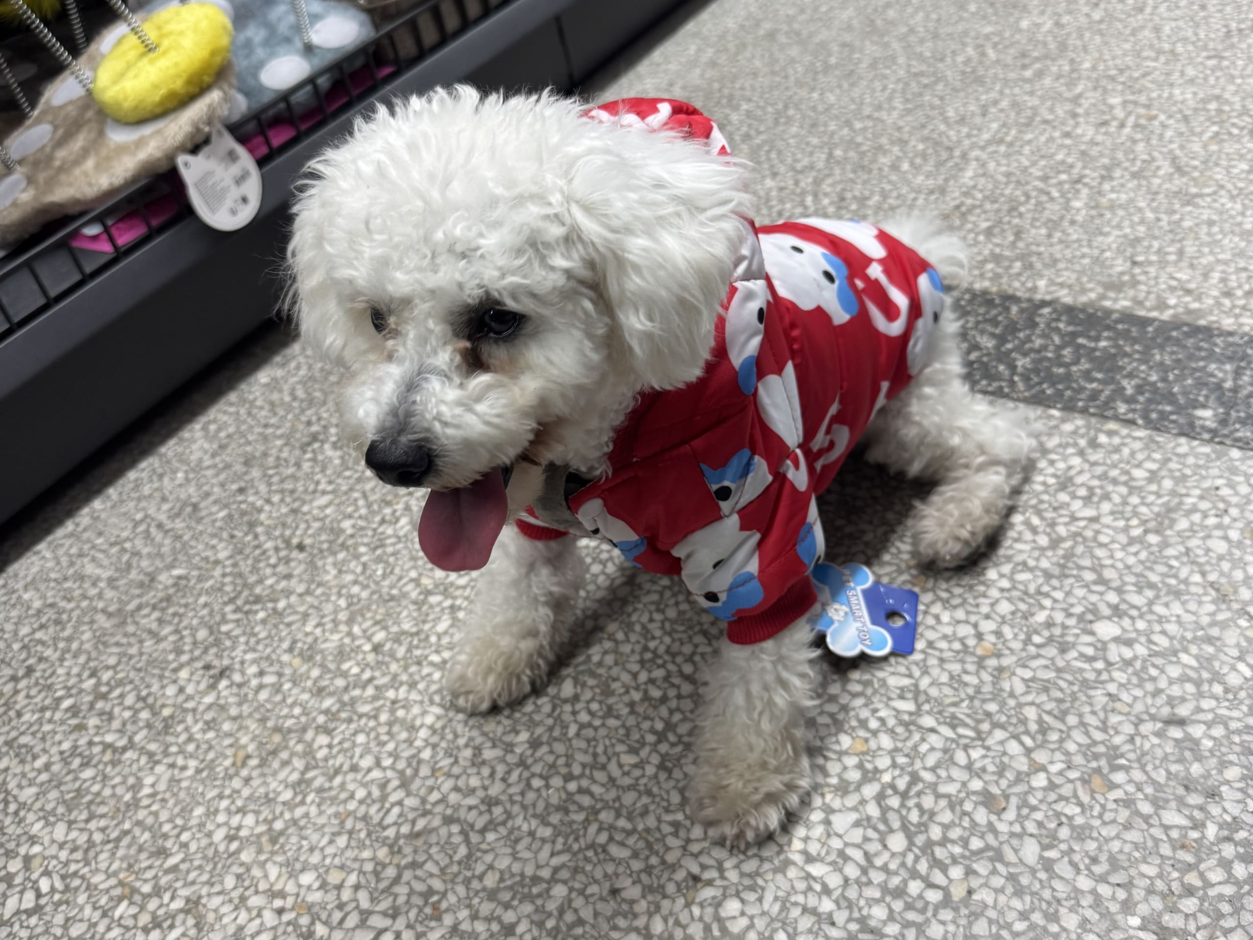 Bichon frisé · Köping · Alen H.